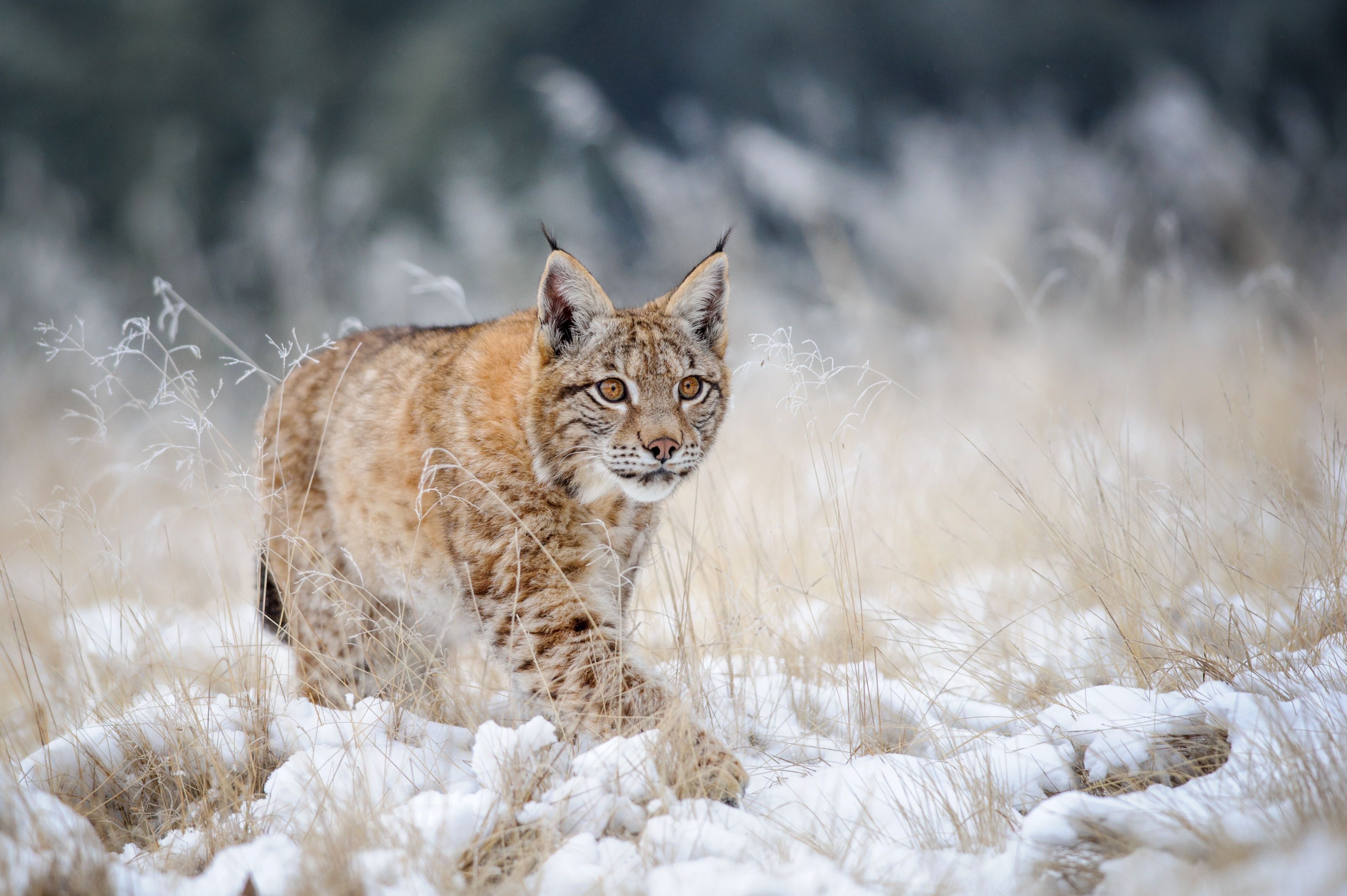 Carolina: Bobcat Kittens For Sale Craigslist