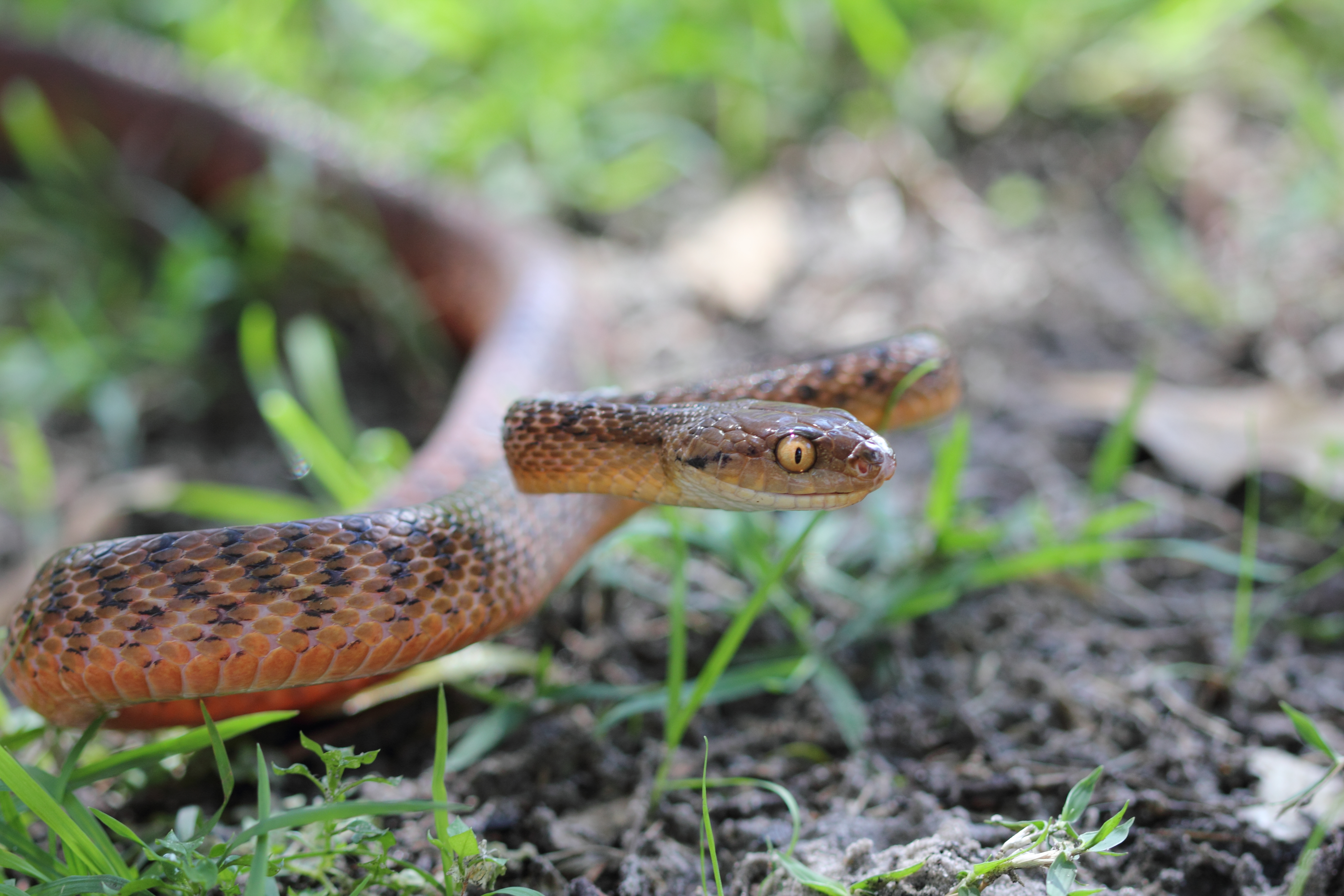 How to Identify Snakes With a Stripe Down the Center of the Back