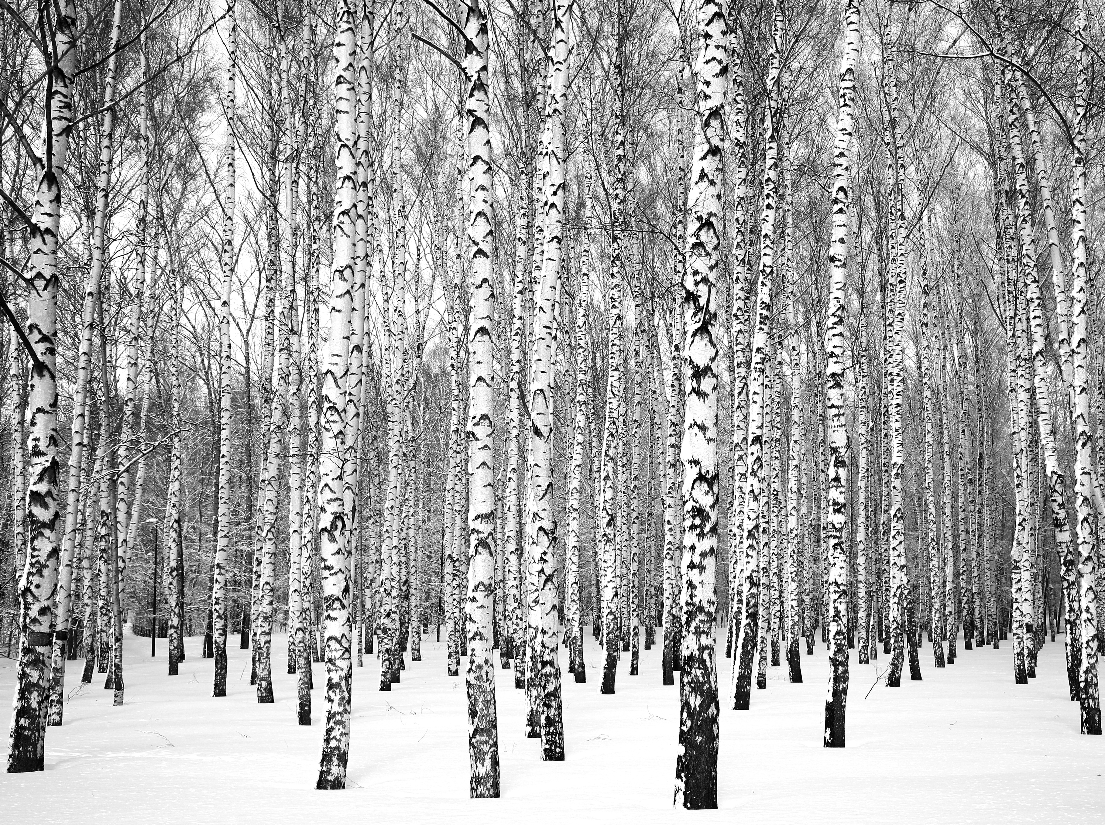 birch tree identification