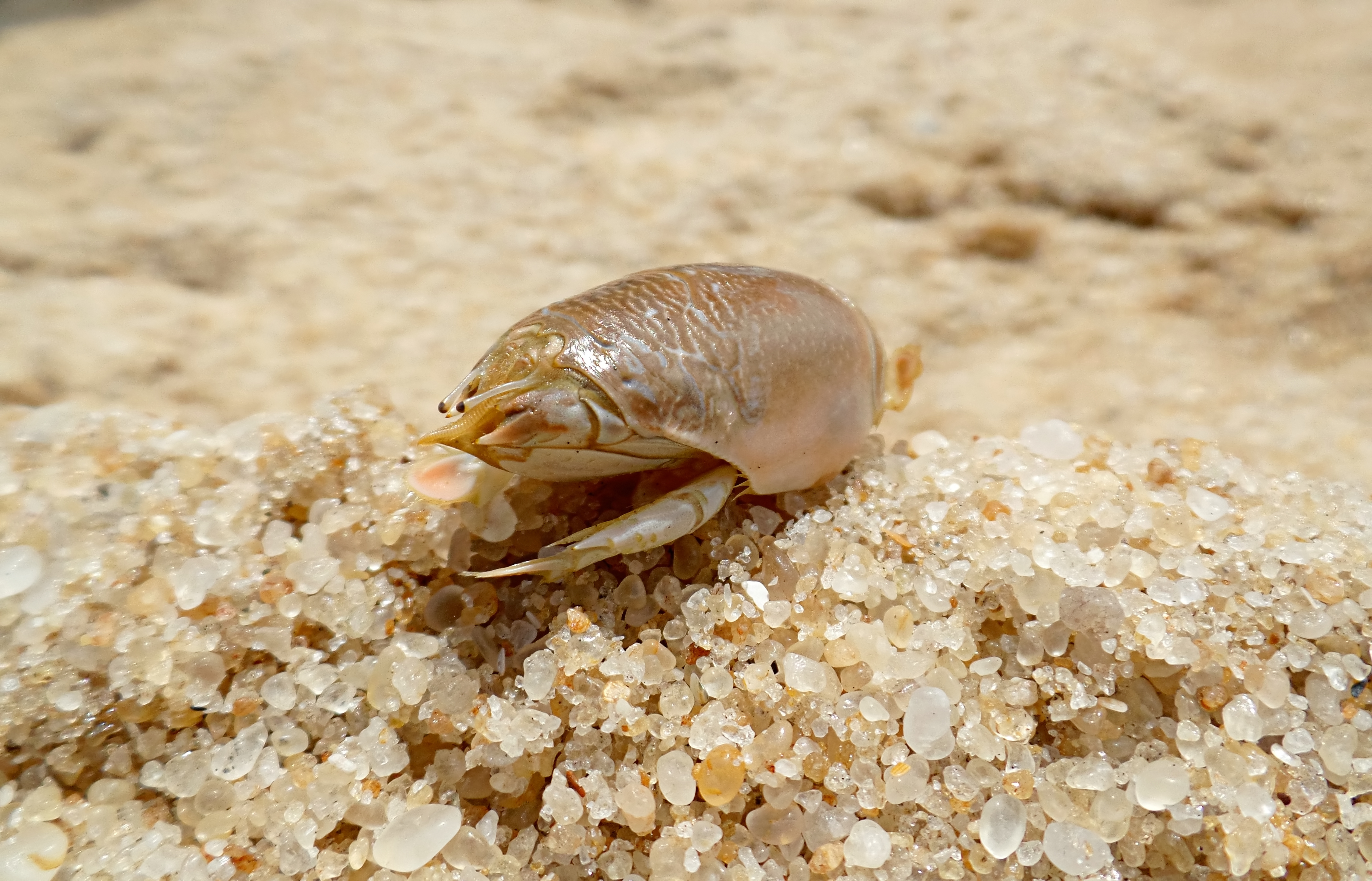 giant sand crabs