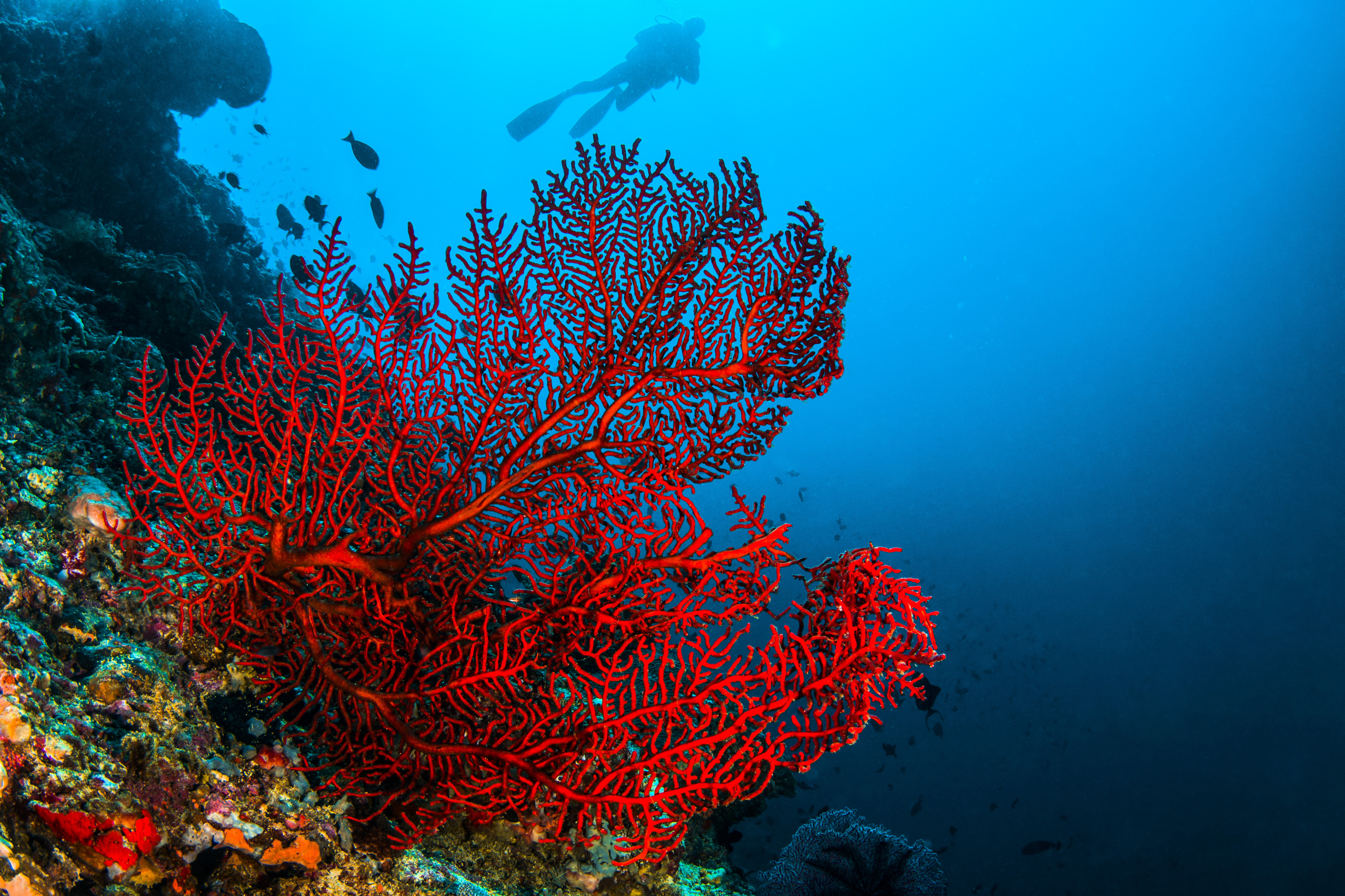 coral reef food web decomposers