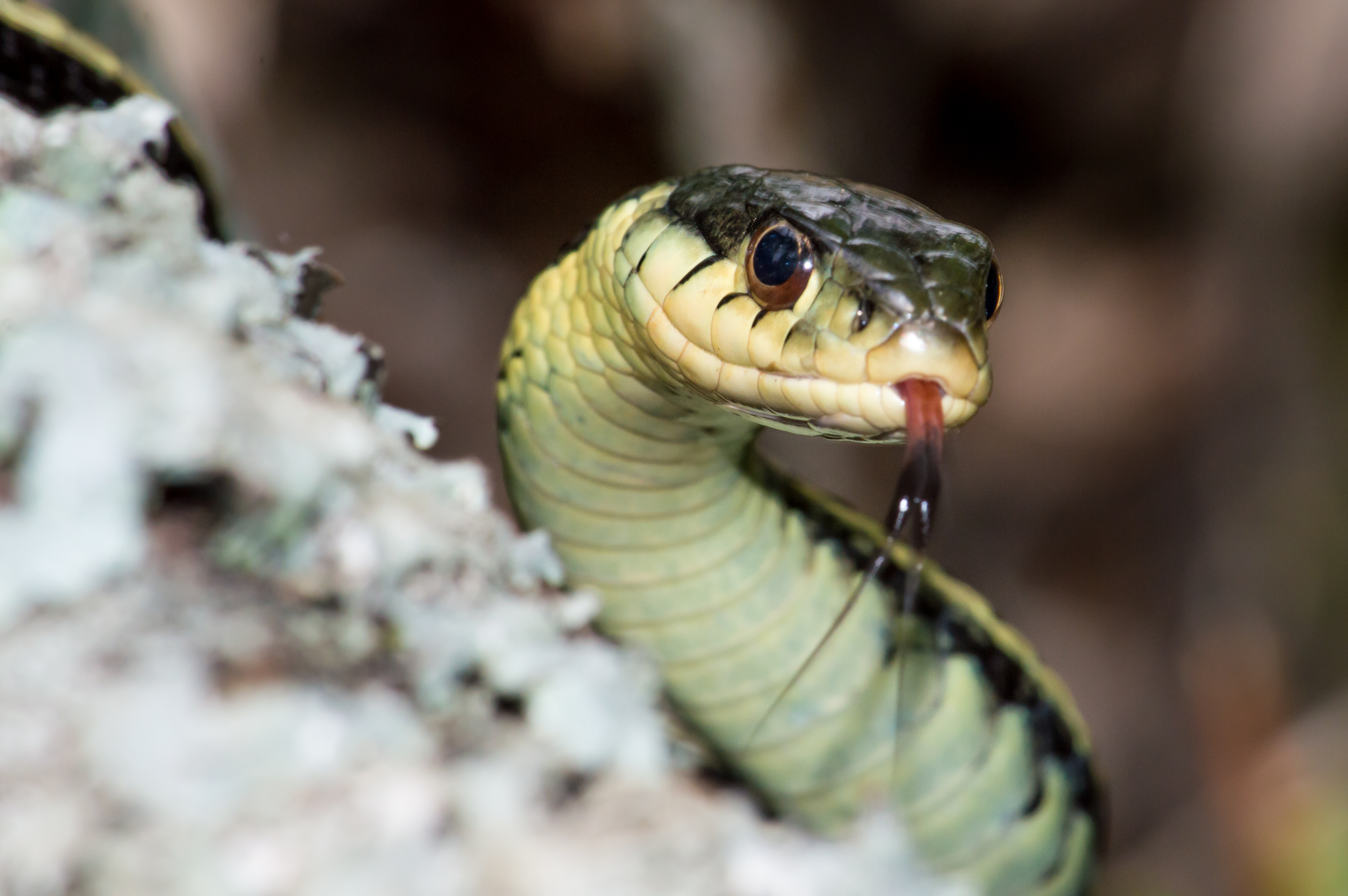 Water Moccasin Texas Range