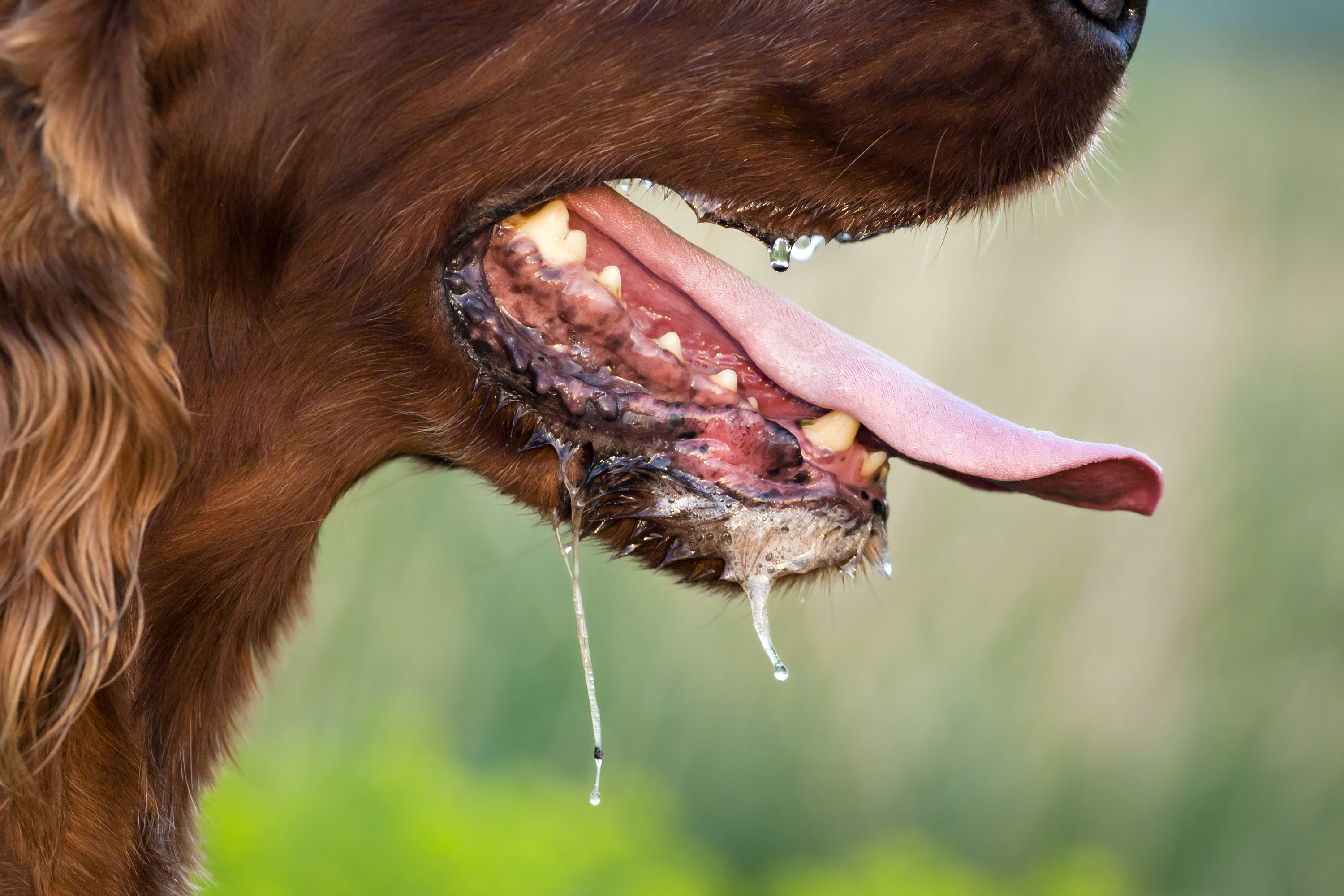 why is my dog foaming at the mouth and shaking