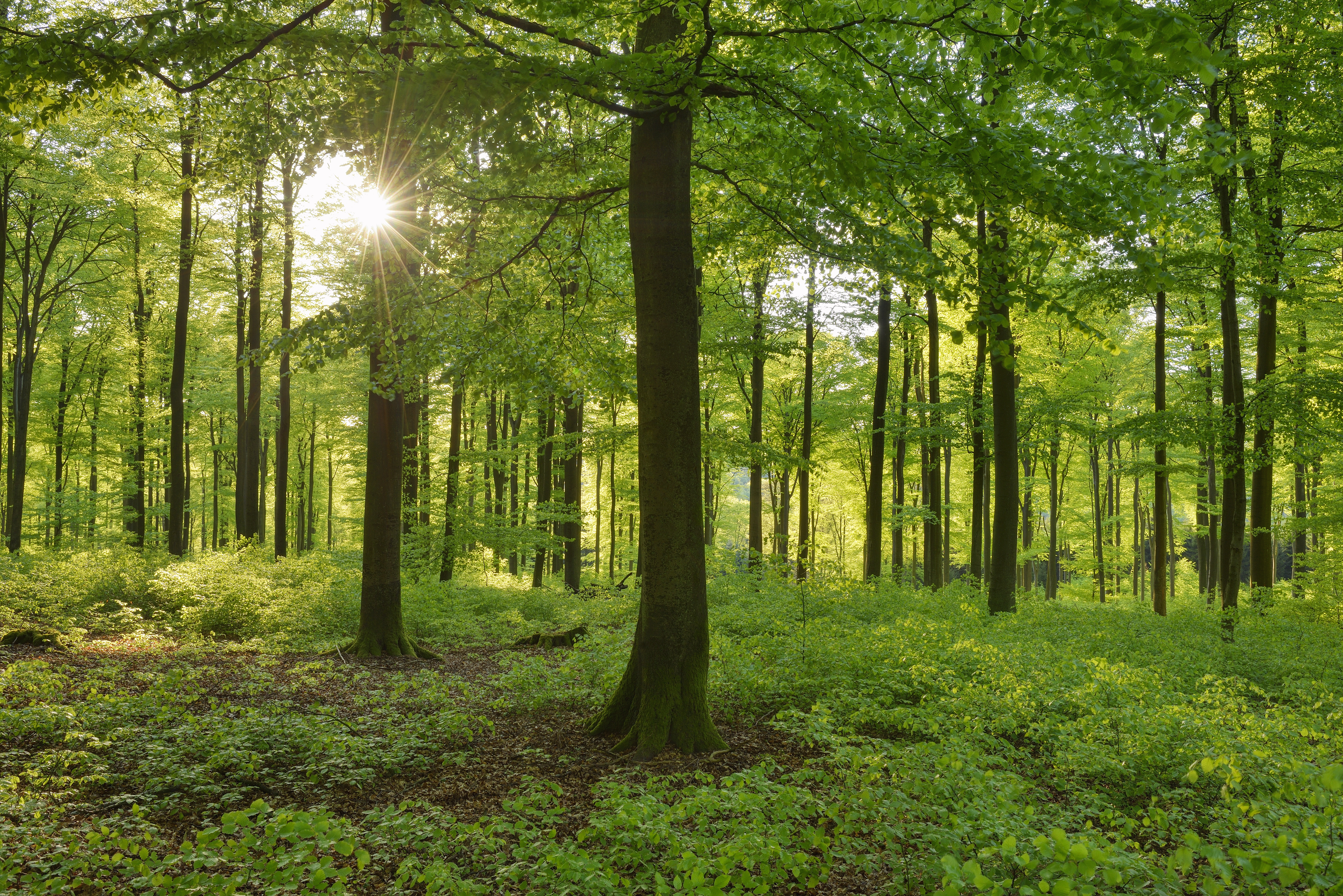 Biome Definition Types Characteristics Examples Sciencing
