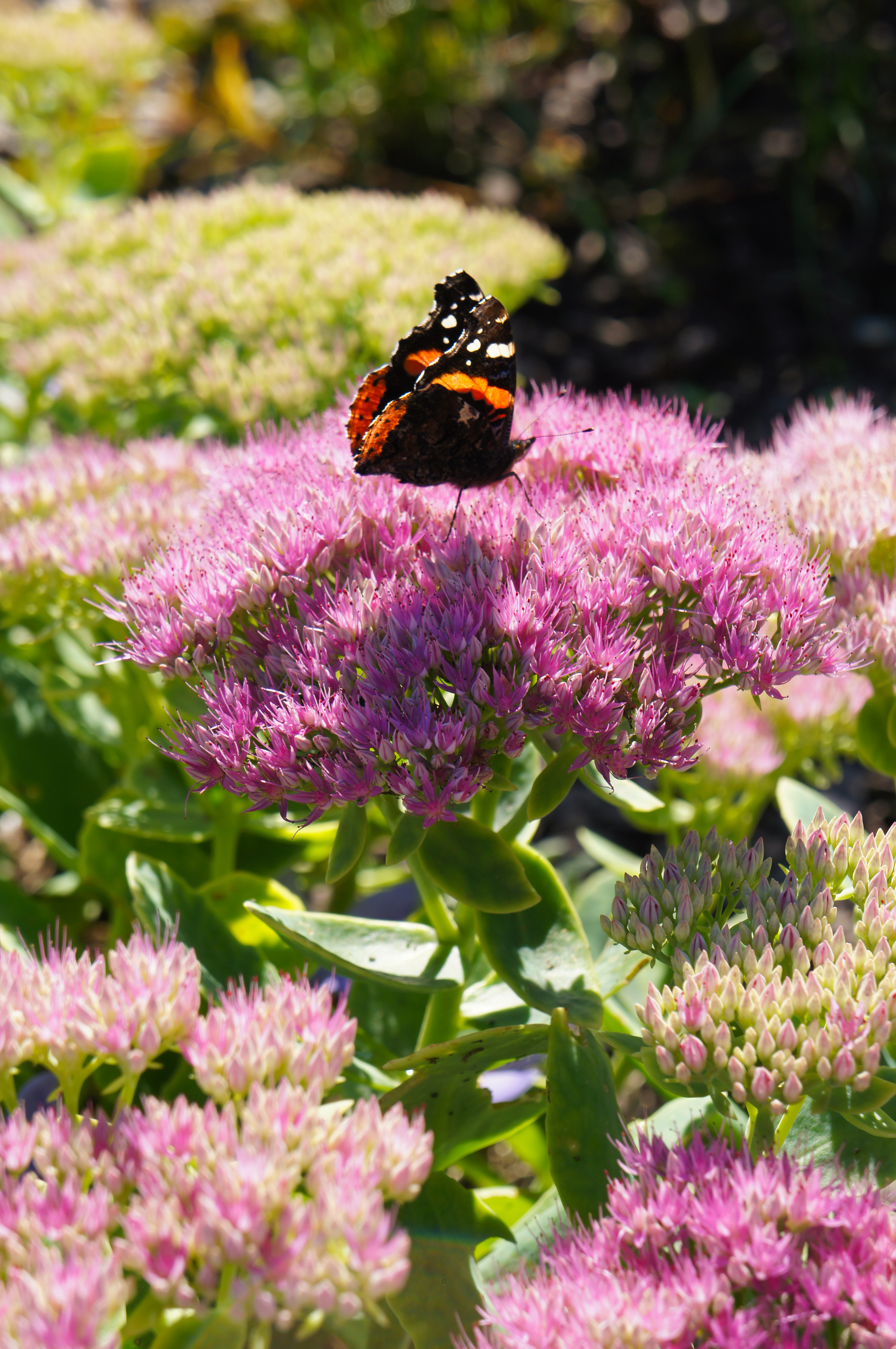 Winter Care Of Sedum