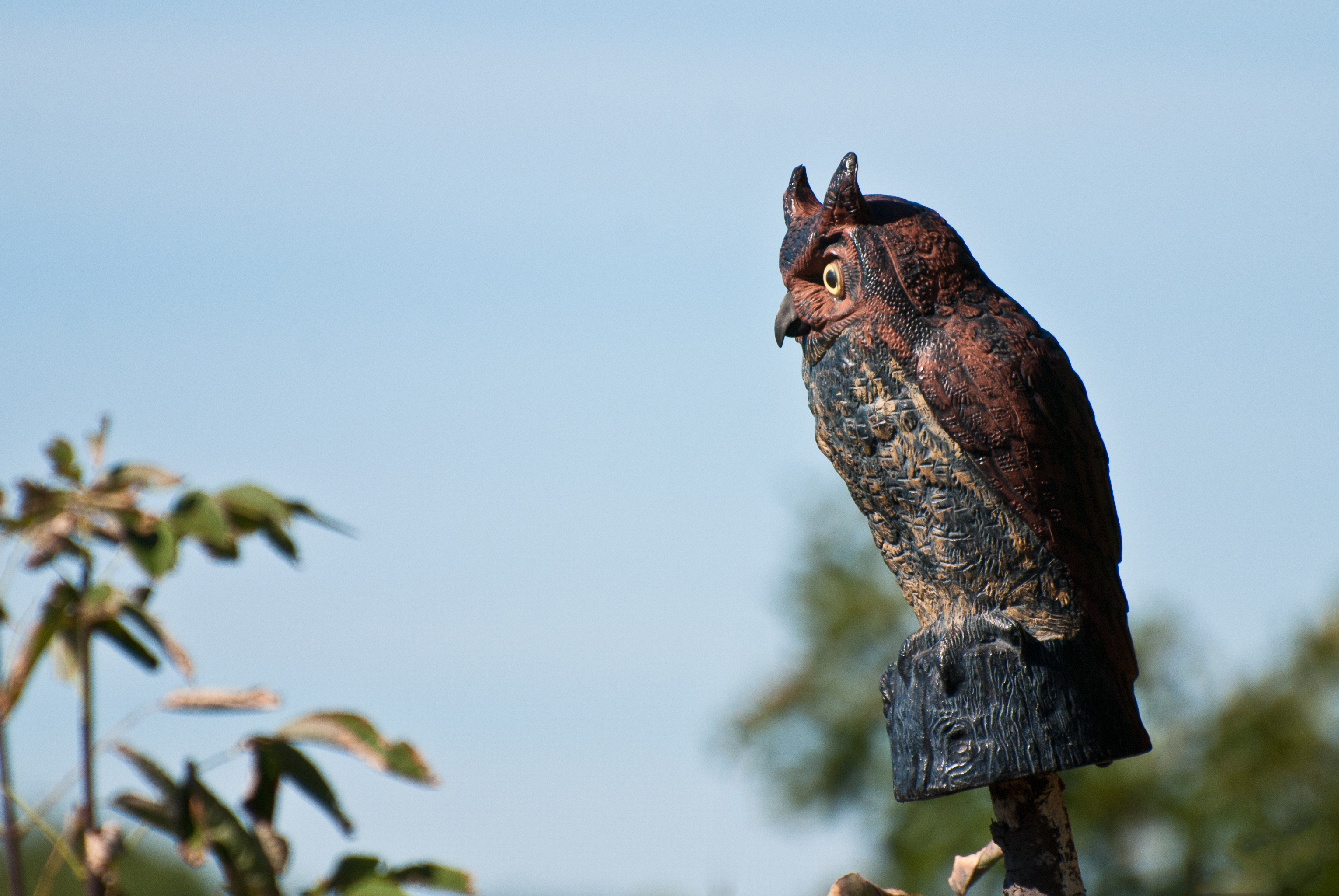 How to Sterilize Owl Pellets