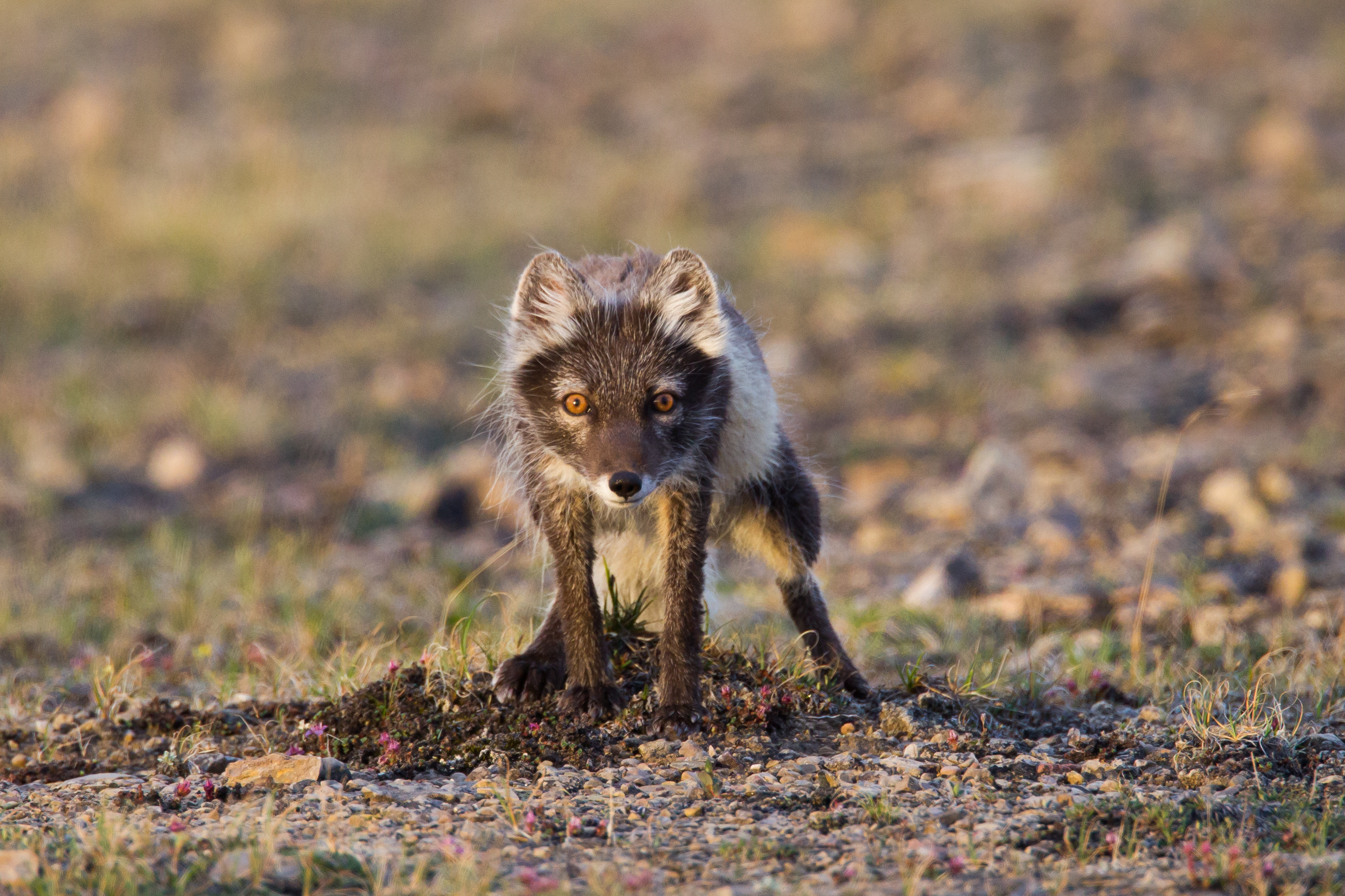 lemmings animal in the tundra