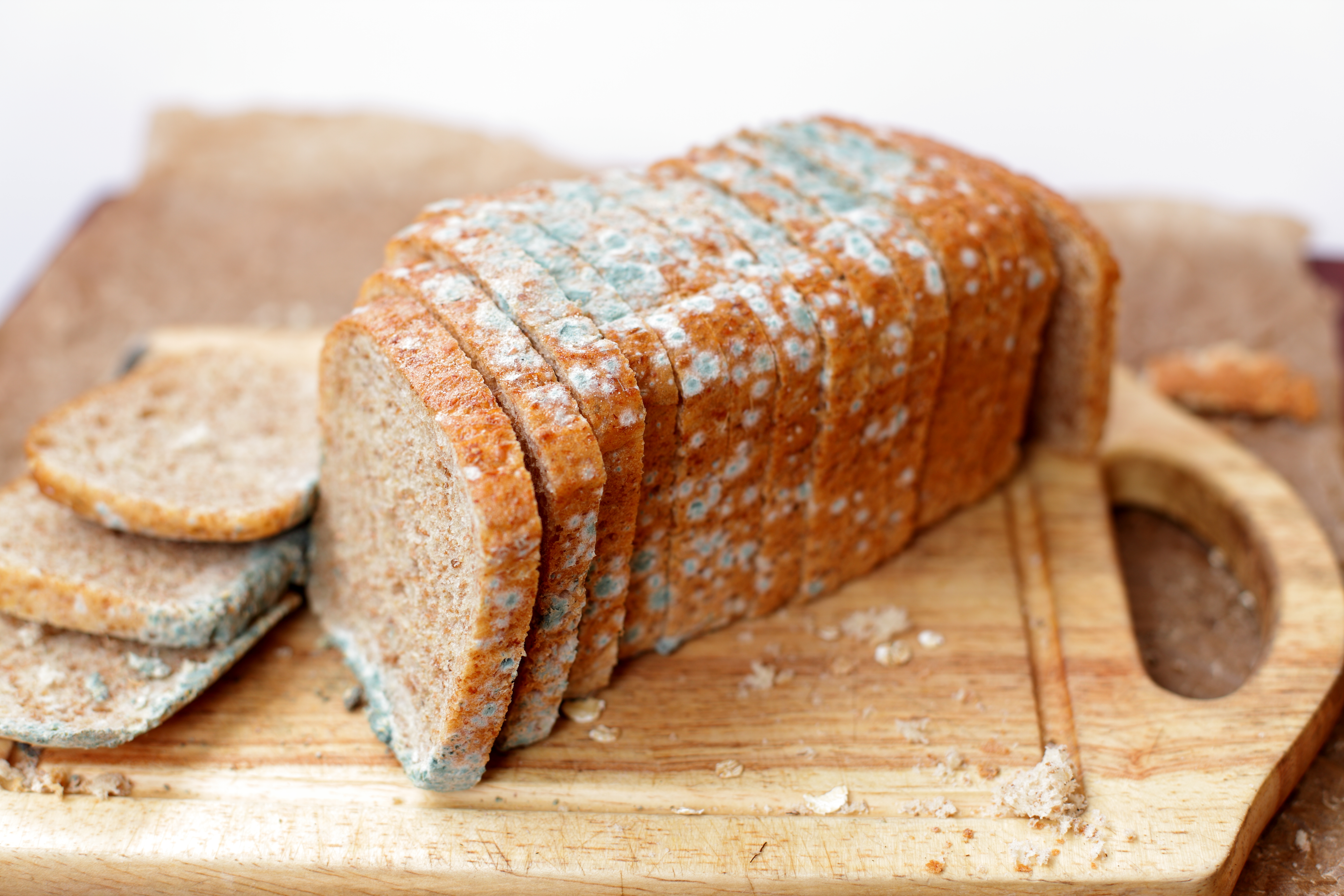 Moldy Bread by Photo Researchers