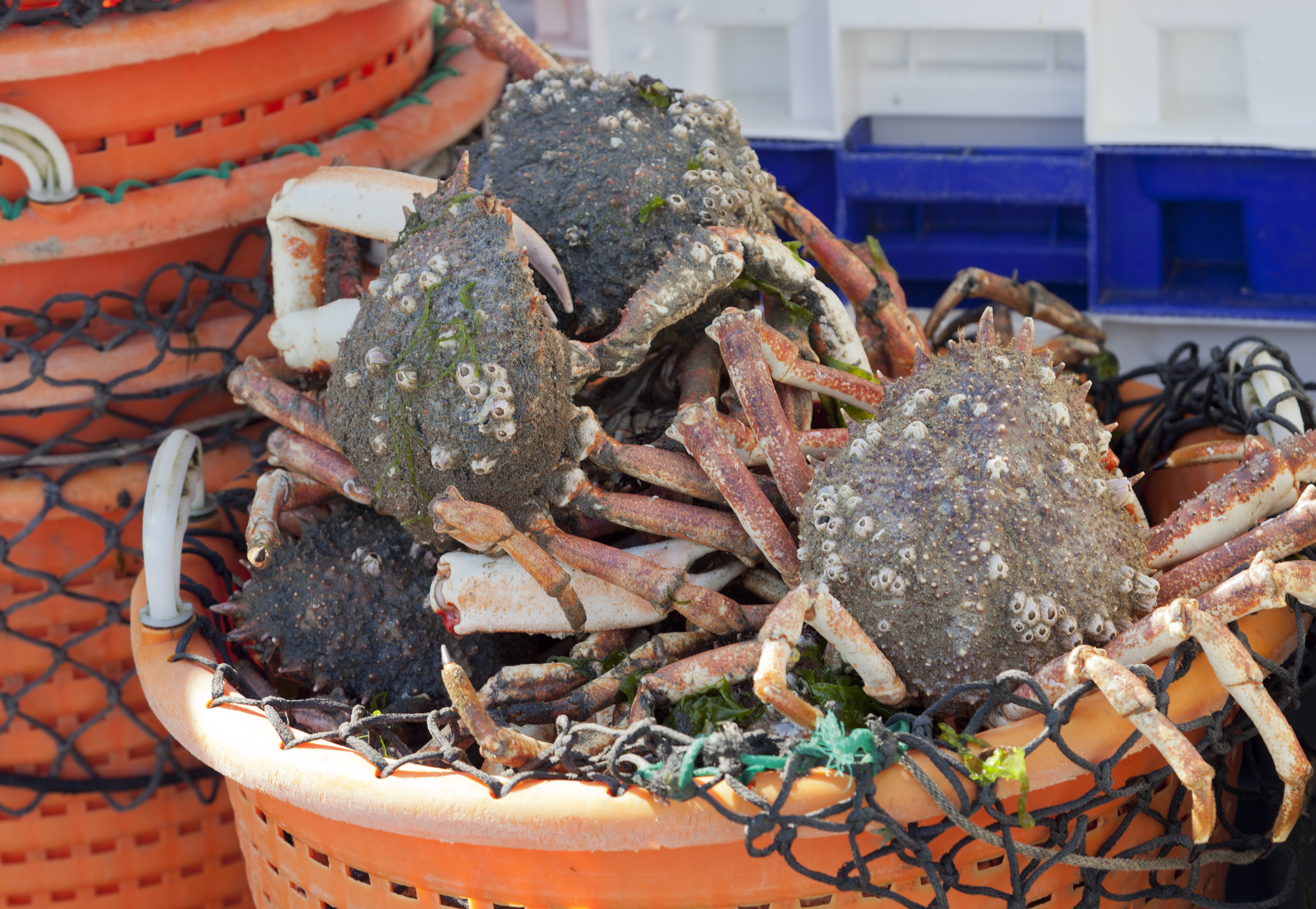 The Ultimate Puget Sound Dungeness Crabbing Guide