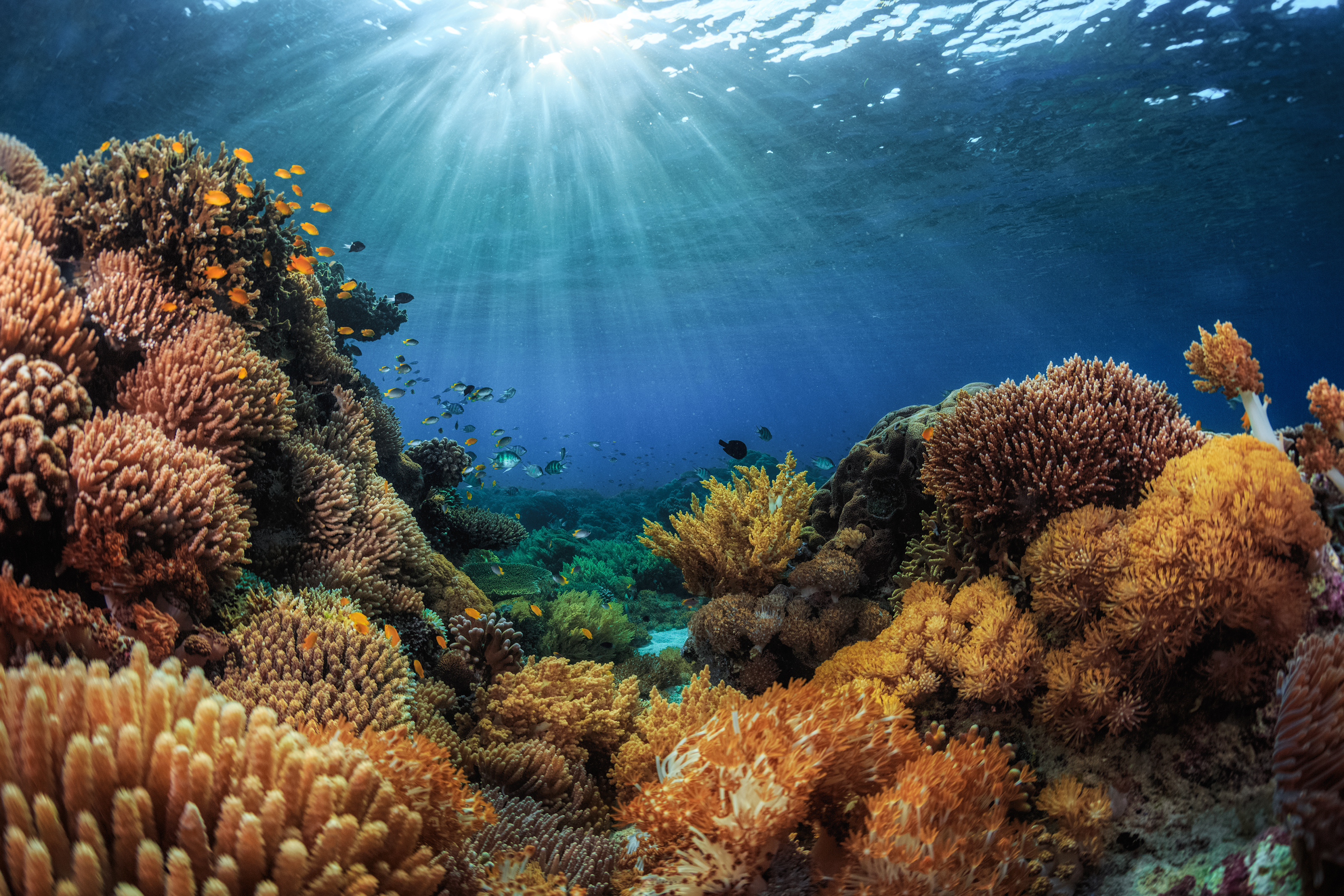 Underwater Coral Reef