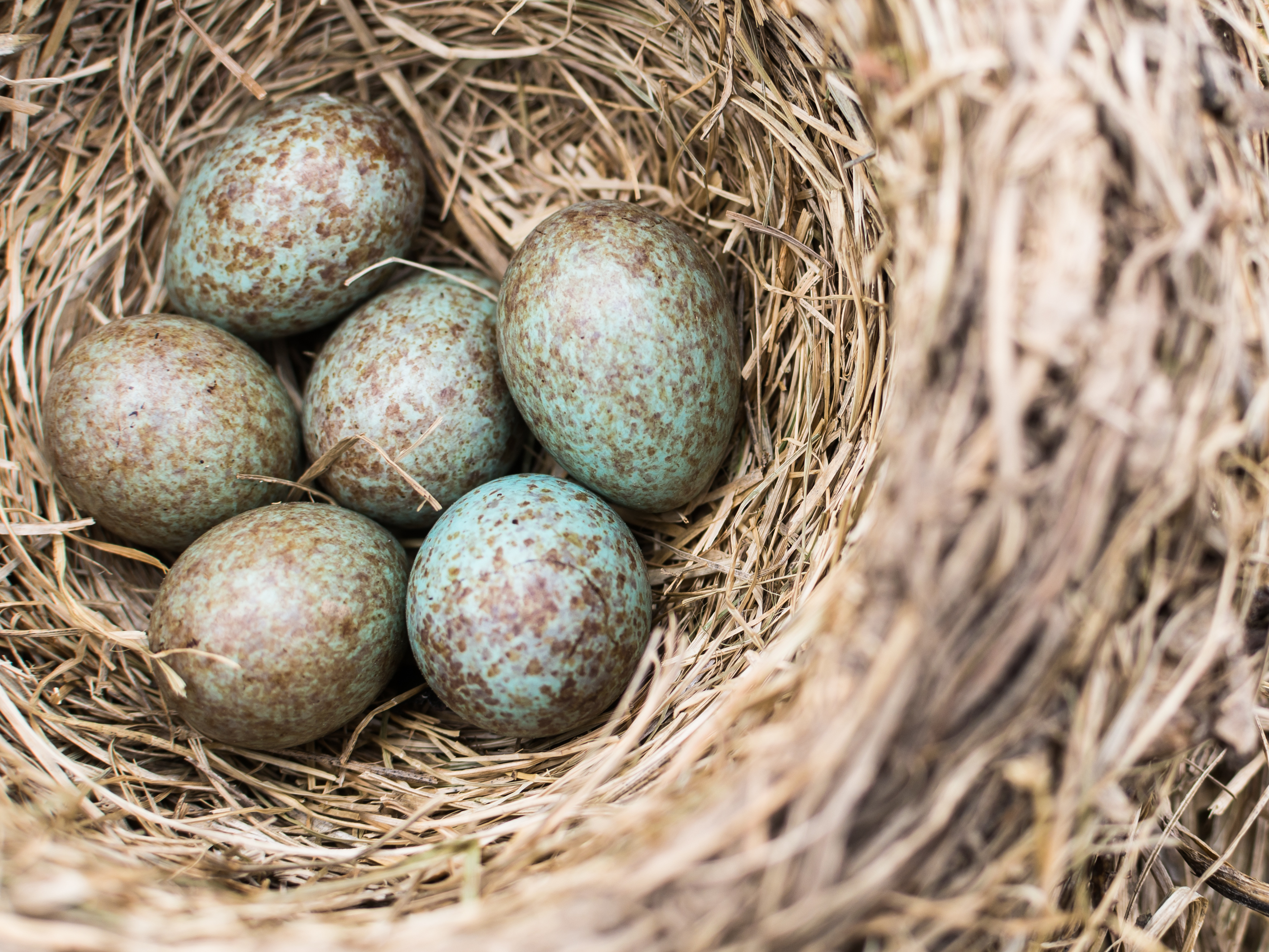 blue bird eggs with brown spots