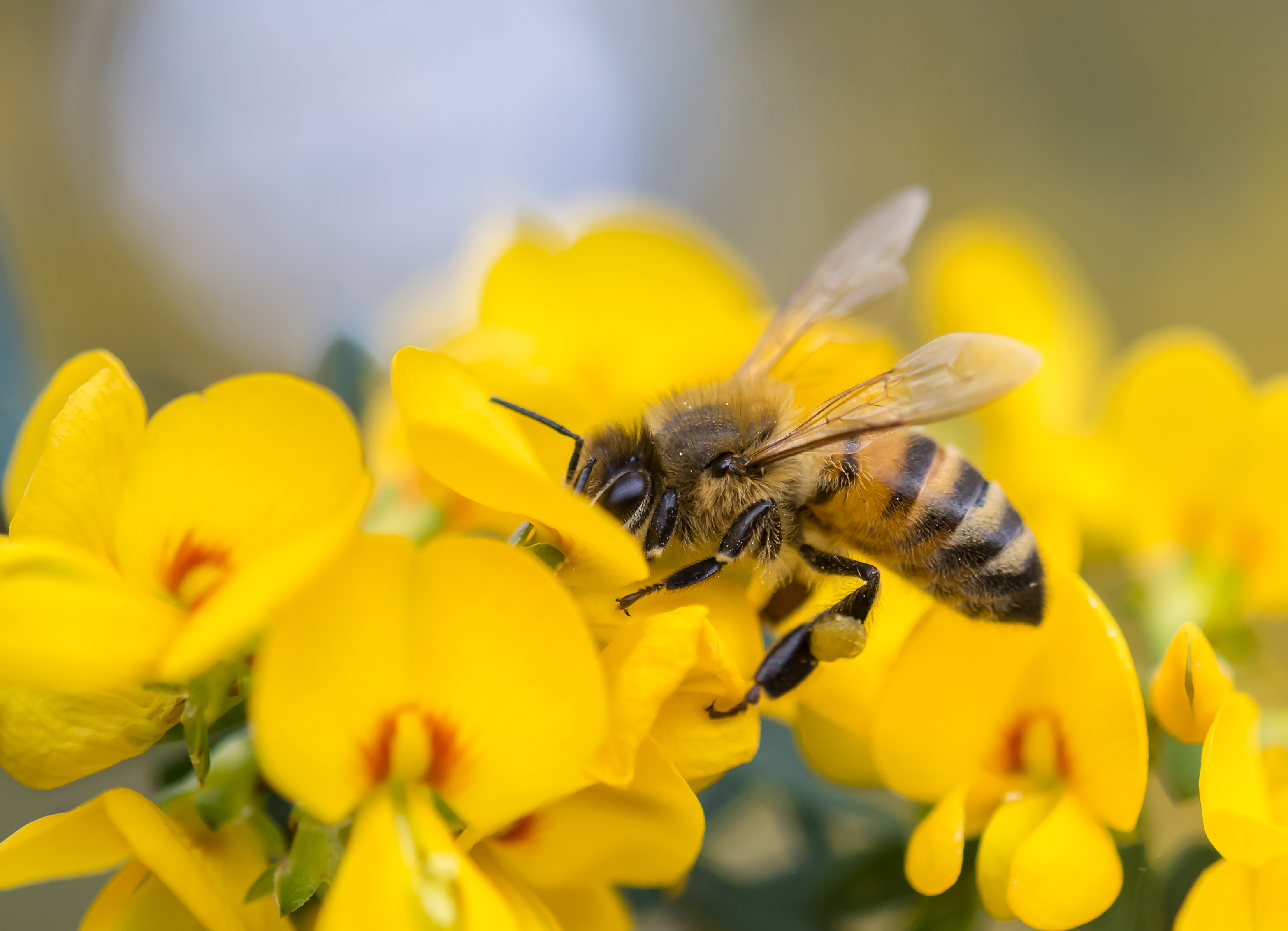 advantages & disadvantages of honeybees