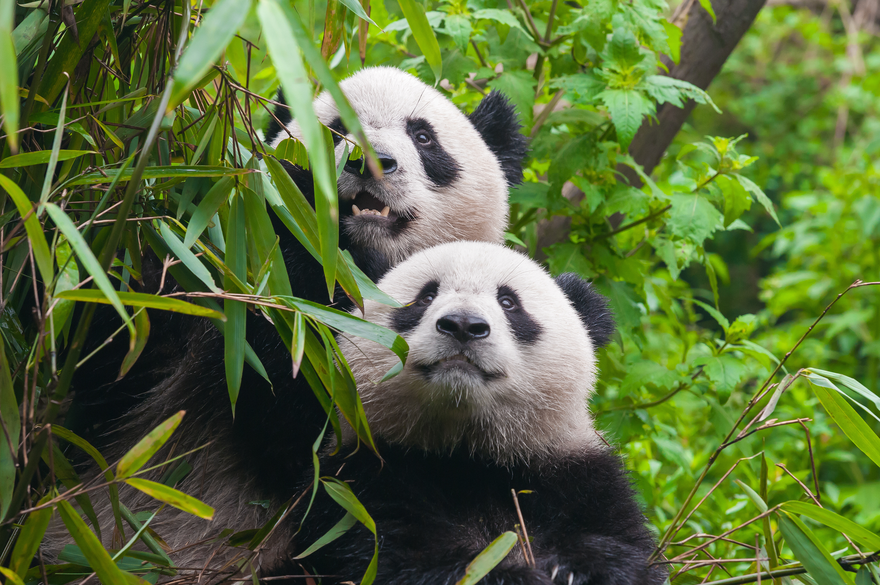 Smart tech is helping to save China's giant pandas