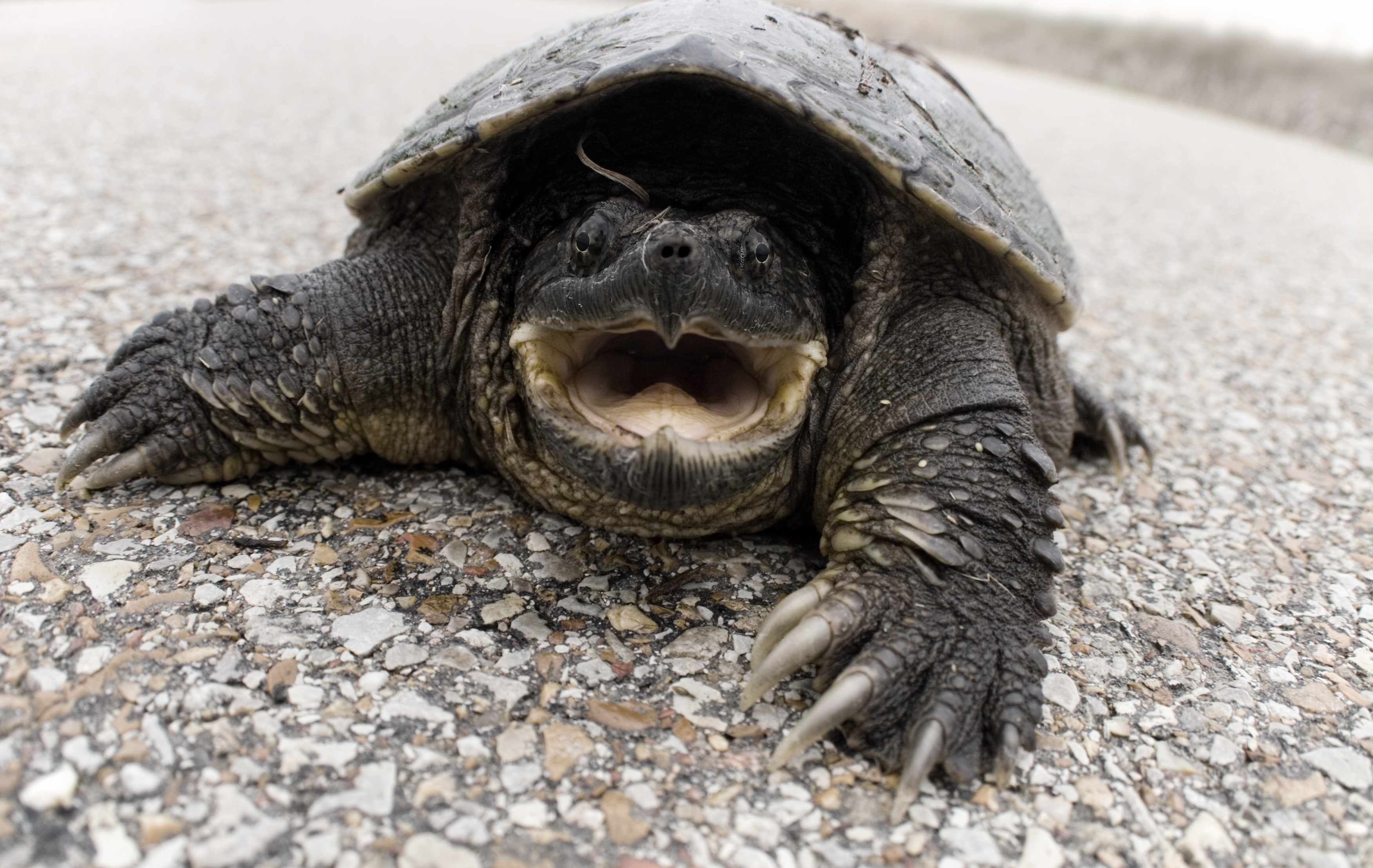 are snapping turtles dangerous to dogs