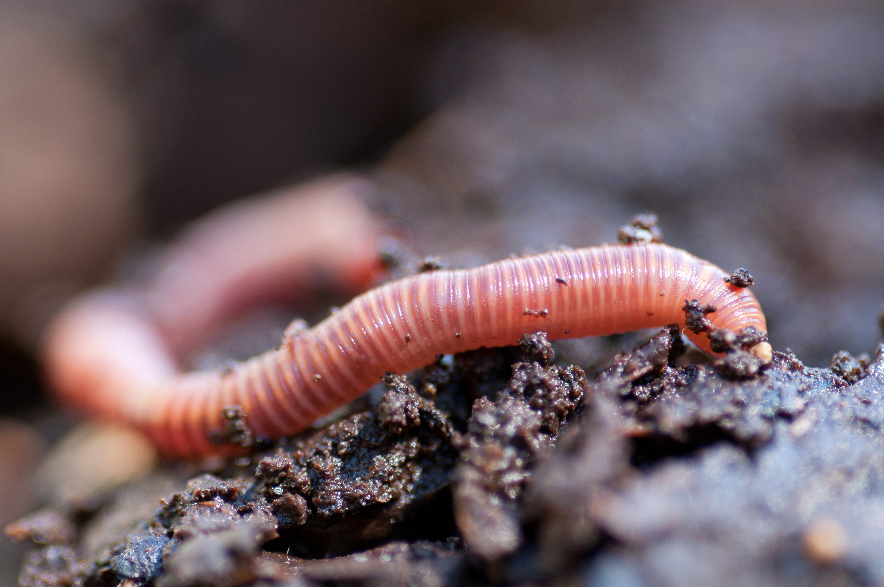 earthworm simple external anatomy