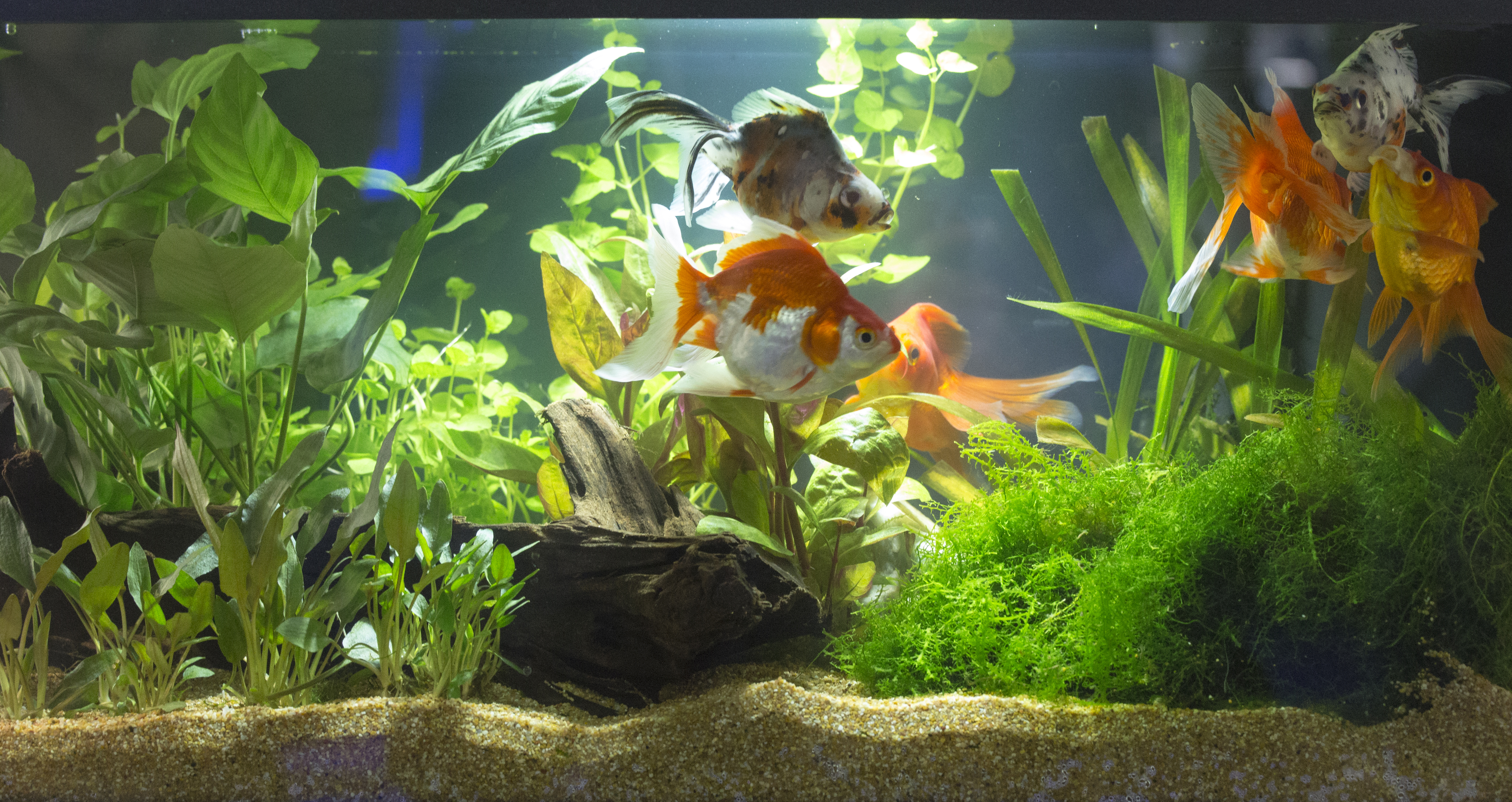 How To Raise The Alkalinity In A Freshwater Aquarium