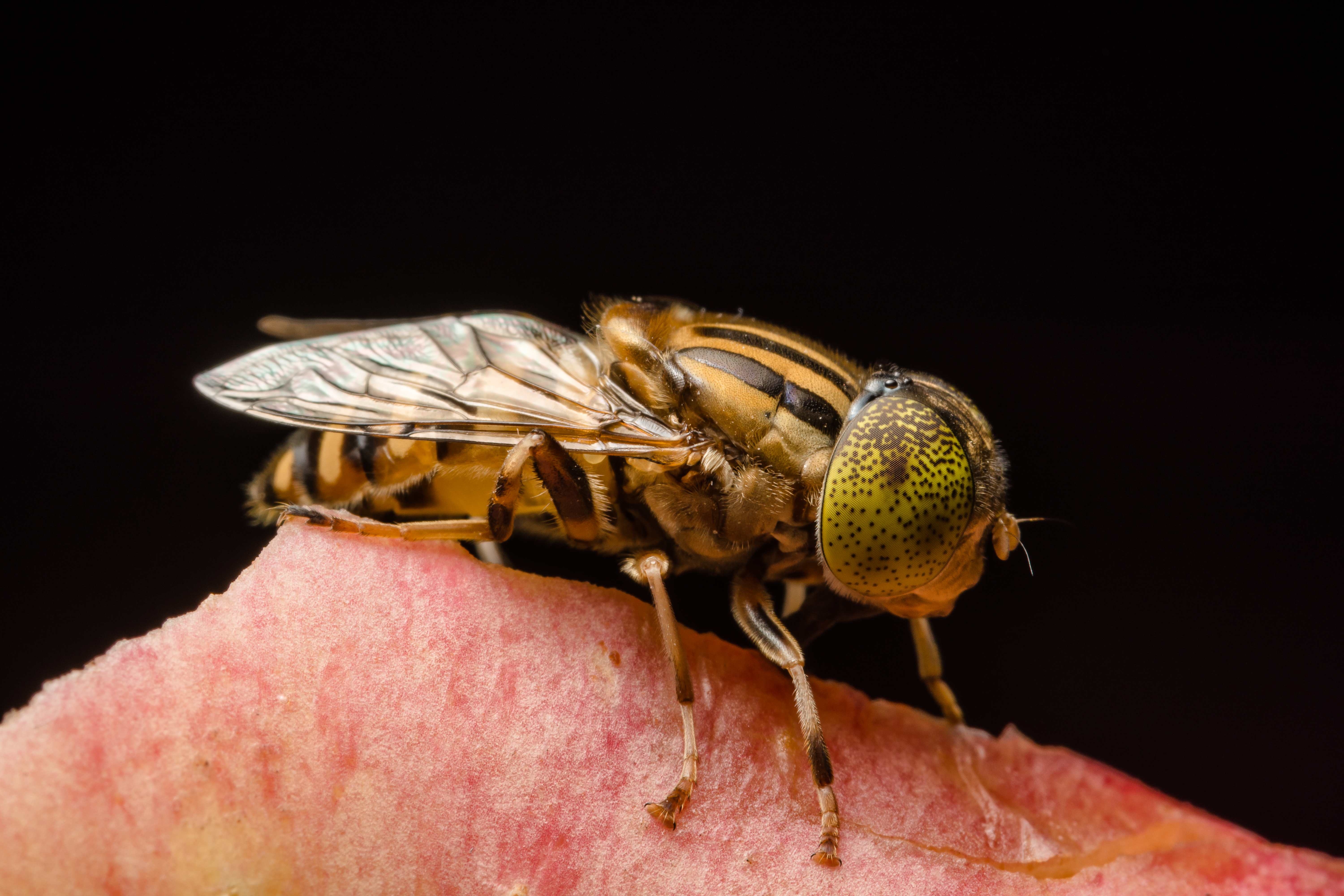 yellow fly repellent