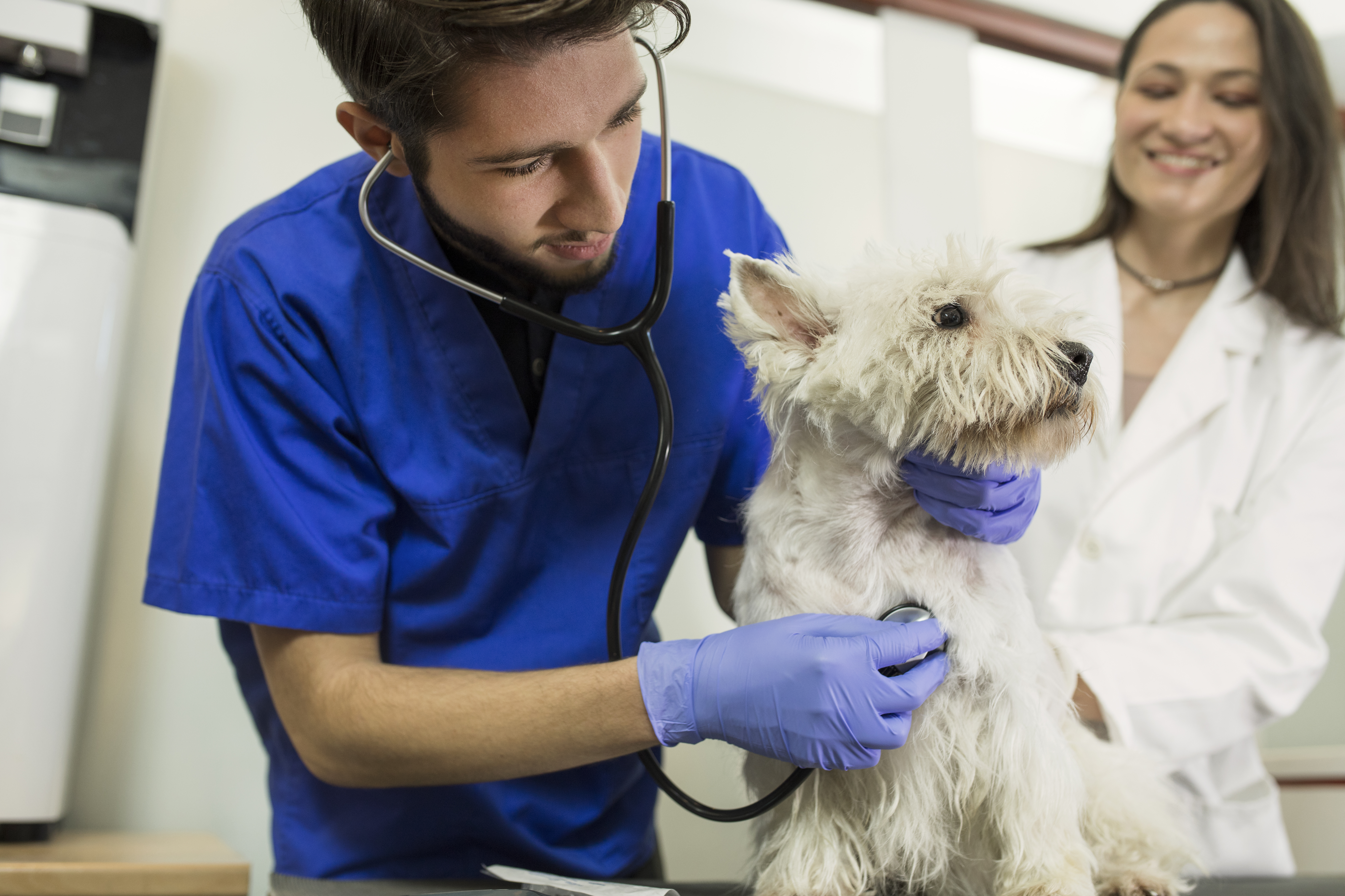 how much money does a veterinary technician make in canada