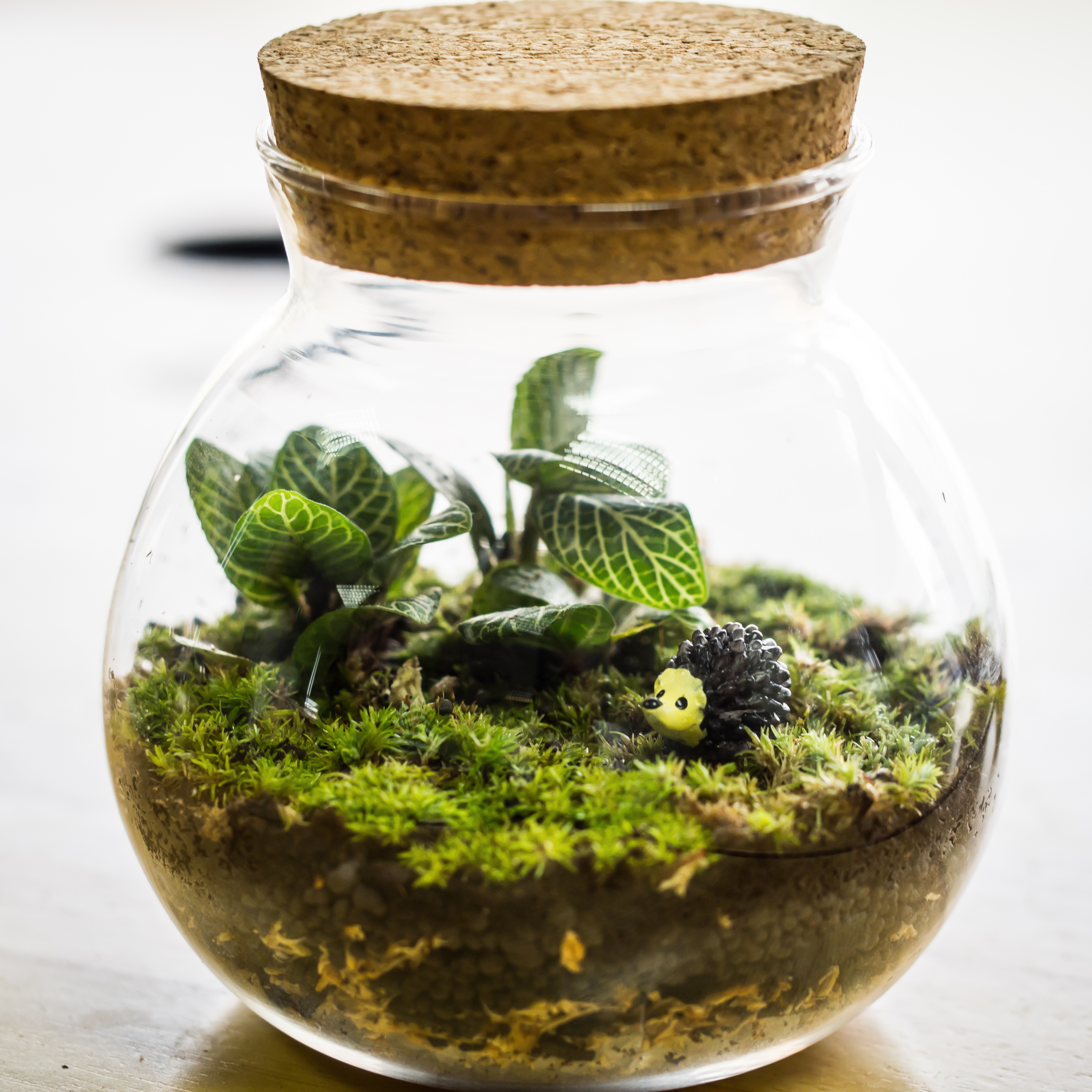 How to Grow Moss Indoors (Quick Guide for Beginners)