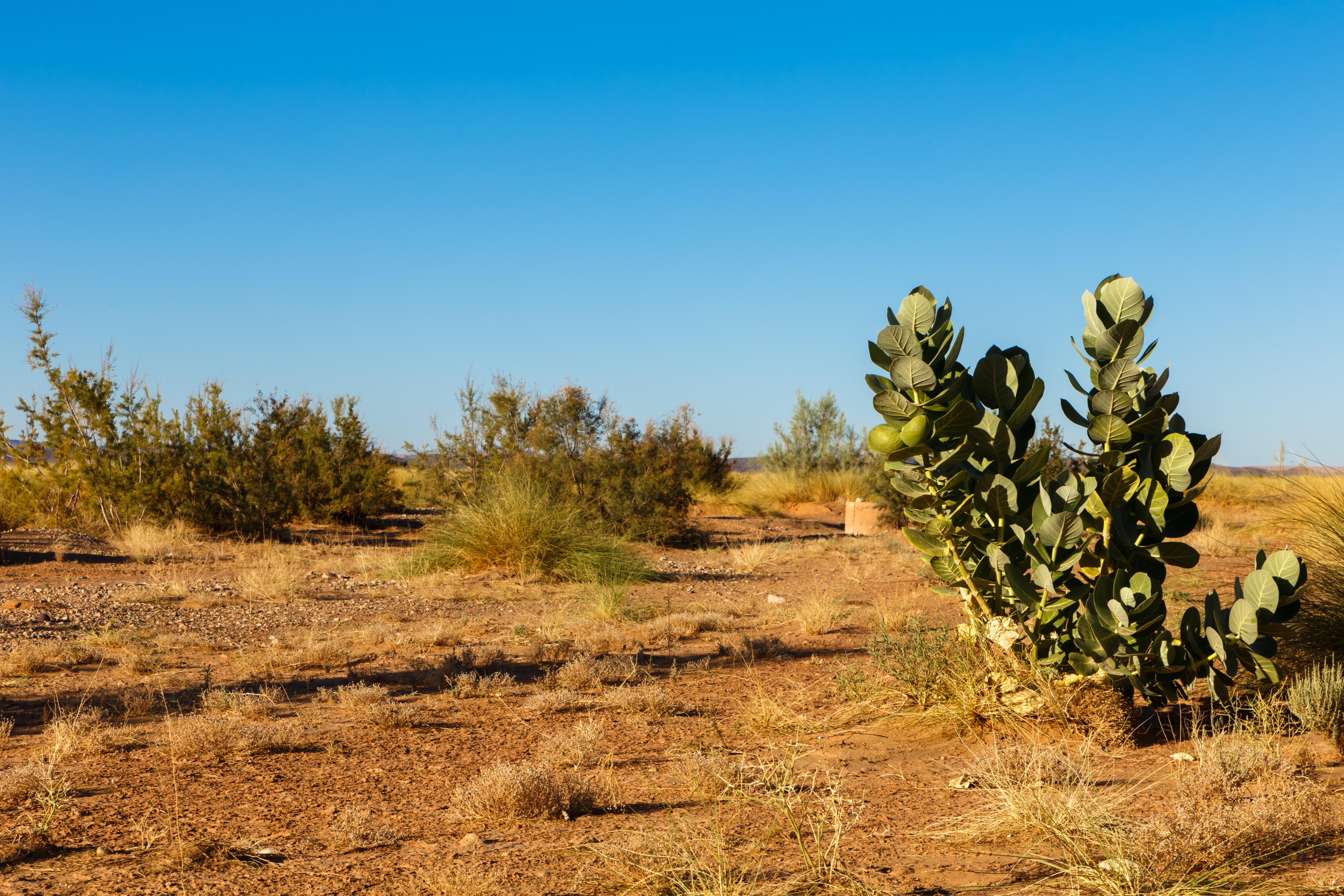 sahara desert animals and plants