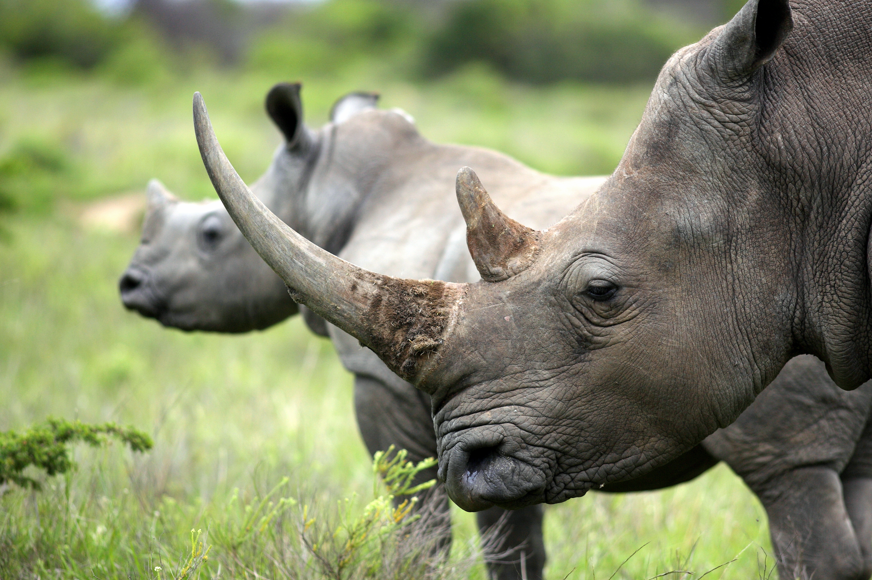 What Is the Horn of a Rhino Made Of?