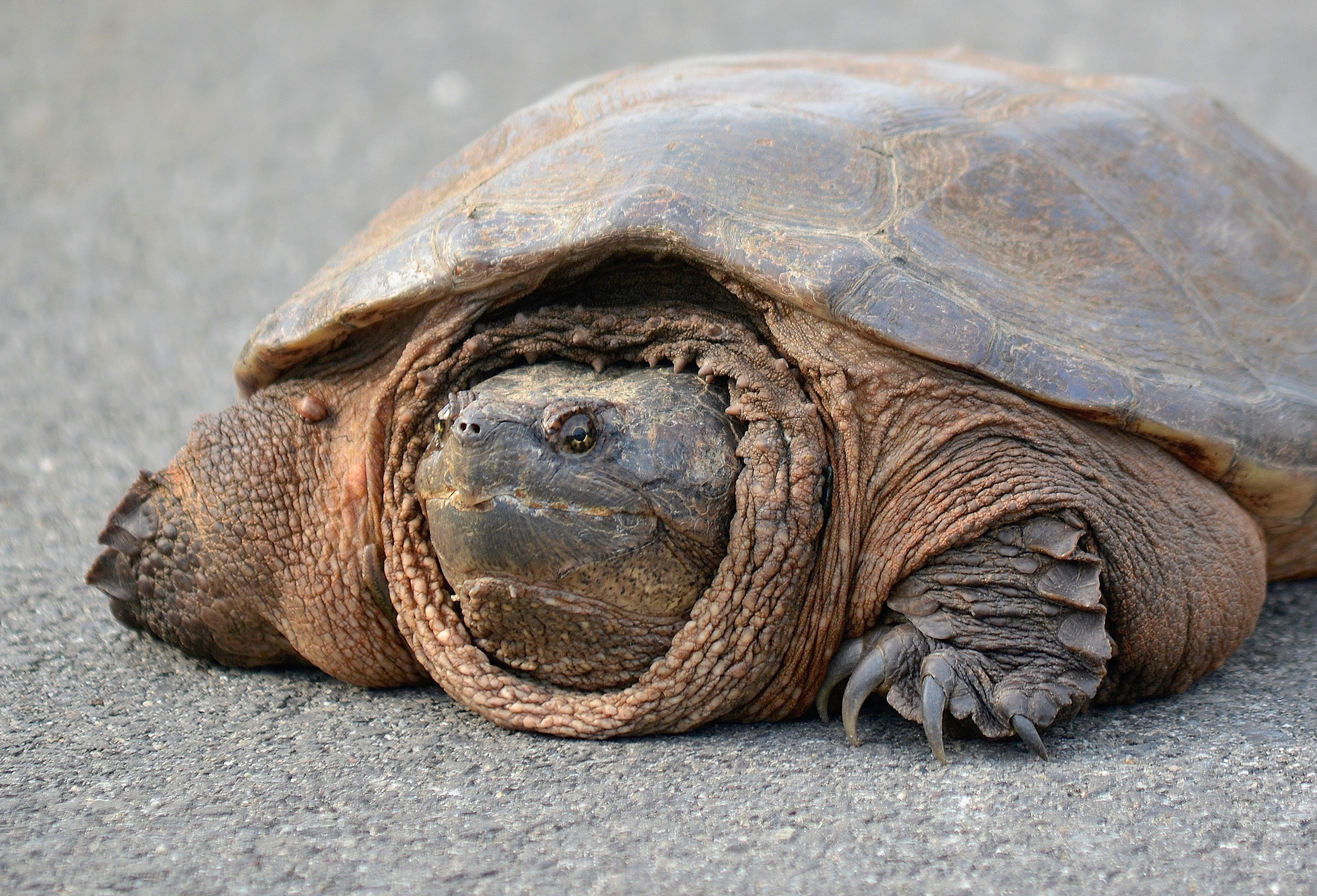 how old is my common snapping turtle with pictures