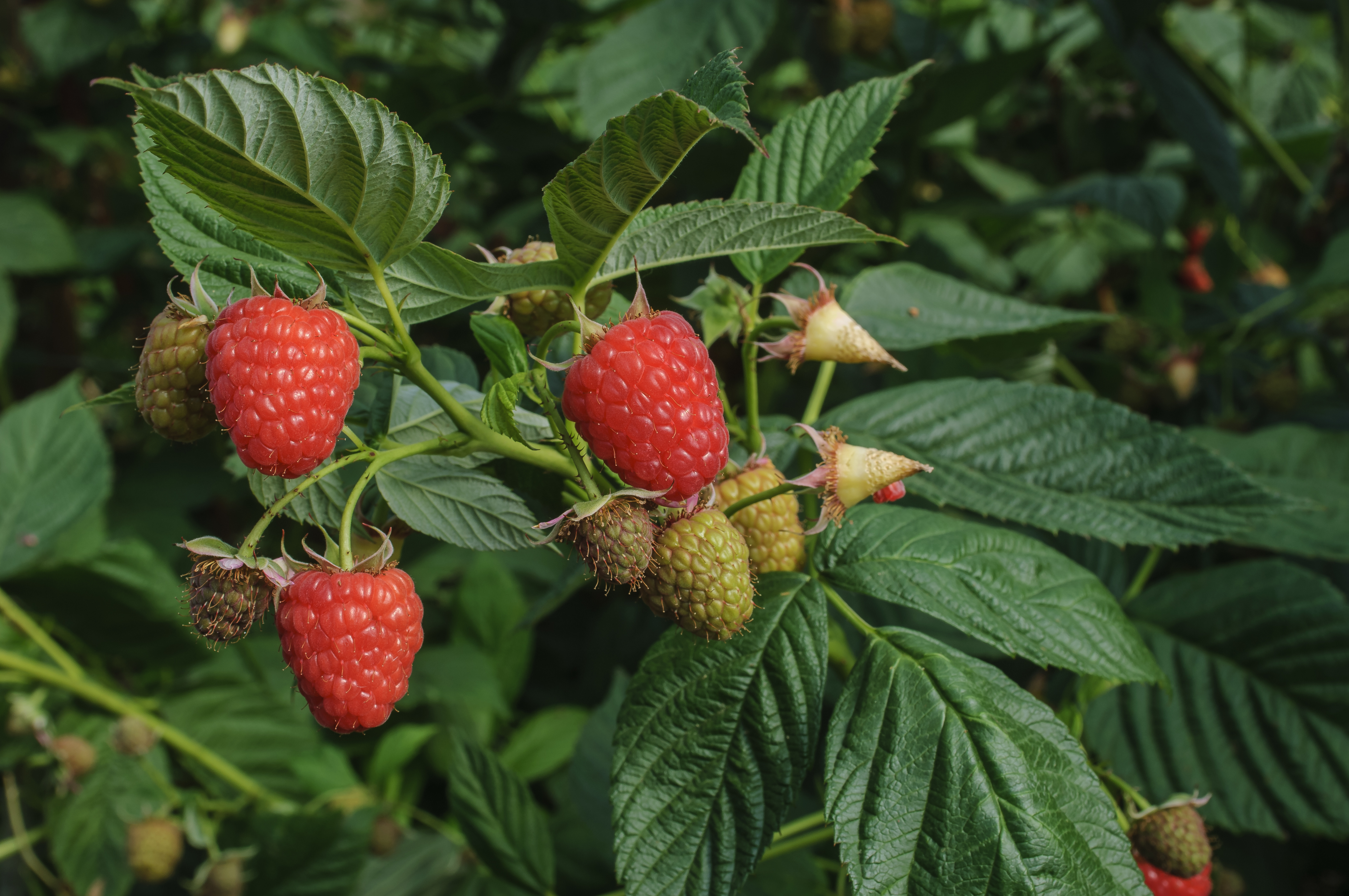 Growing Joan J Raspberries