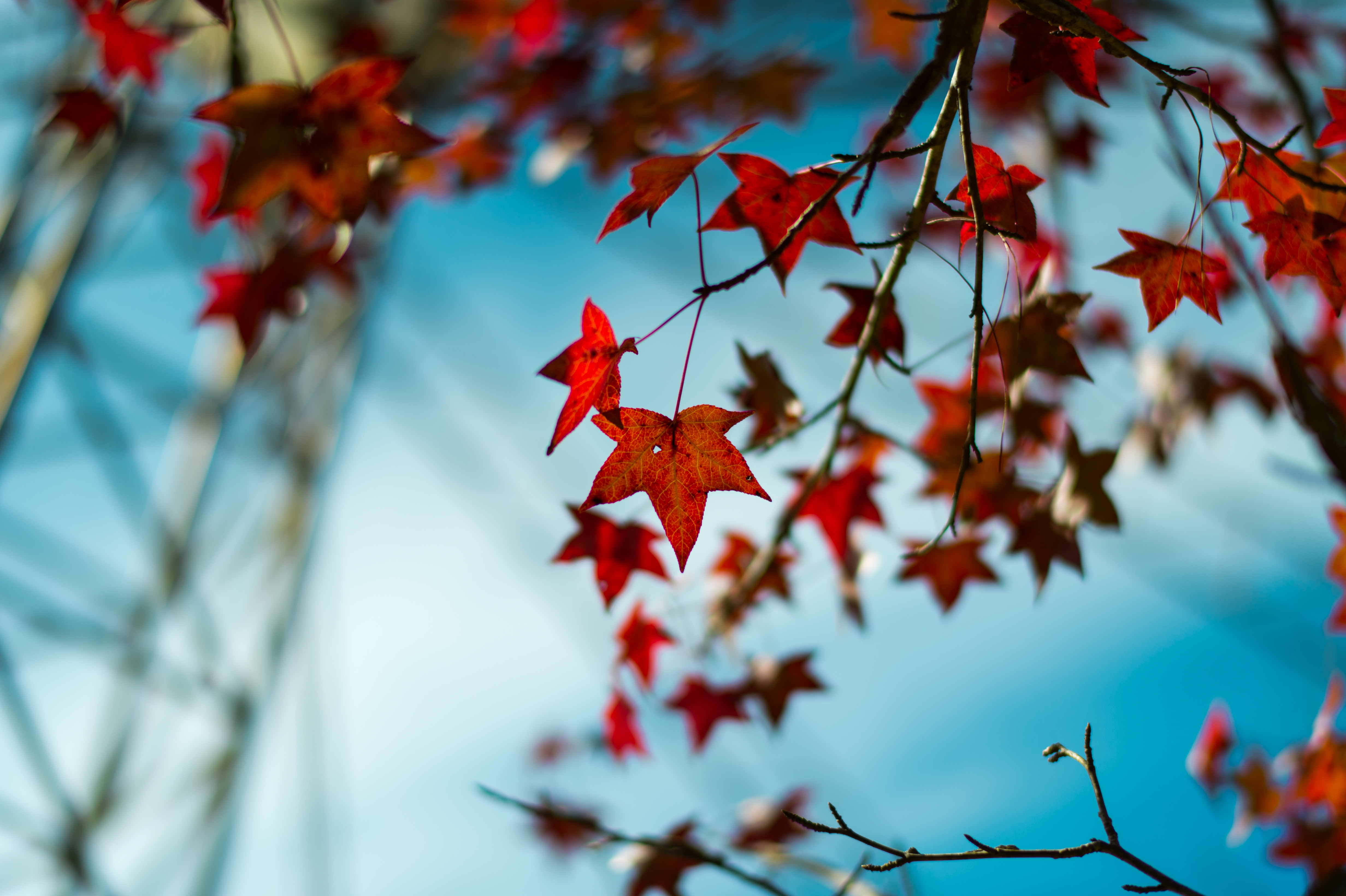 How To Stop Maple Tree Seed Pod Development Hunker