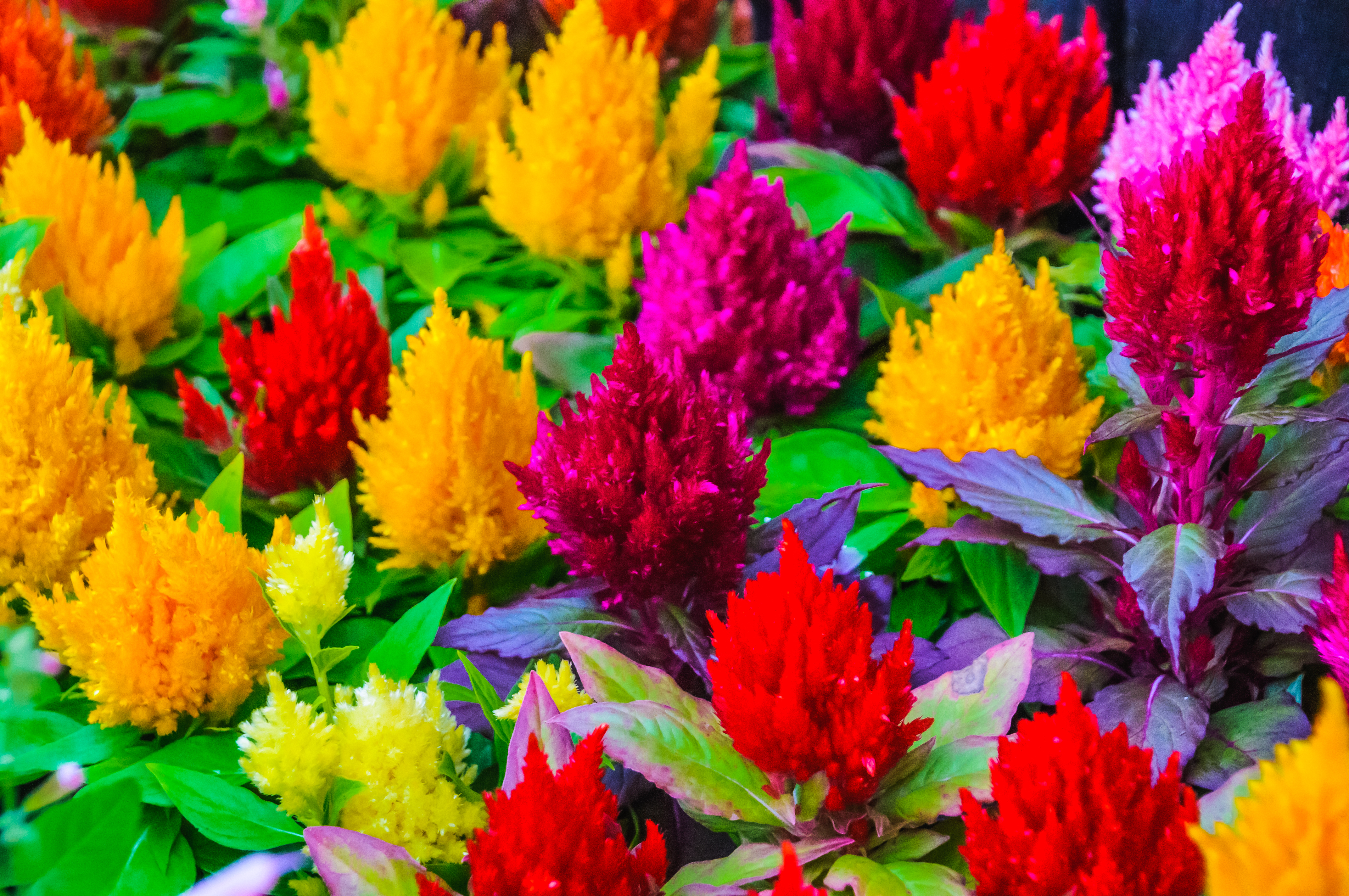 Celosia Flower Australia Sakura Tucson