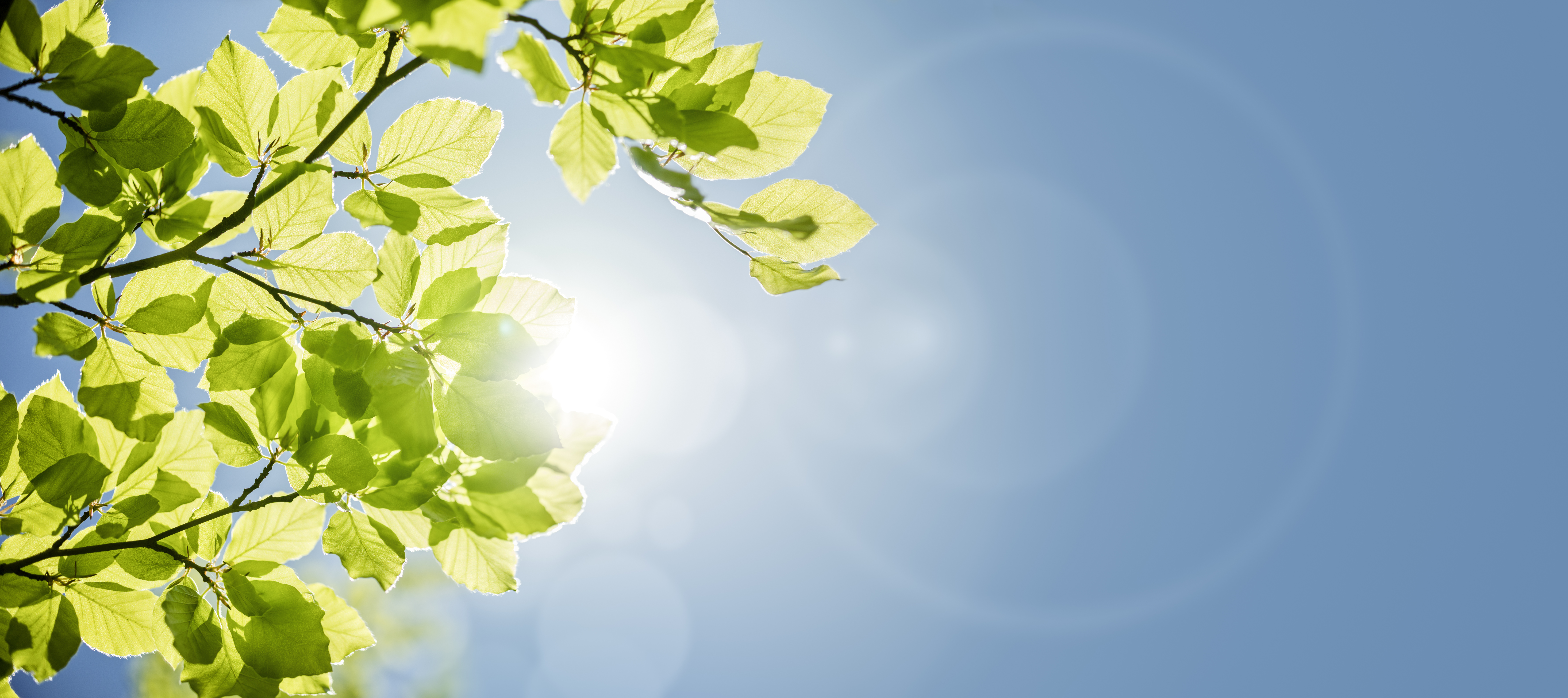 sunlight on plants