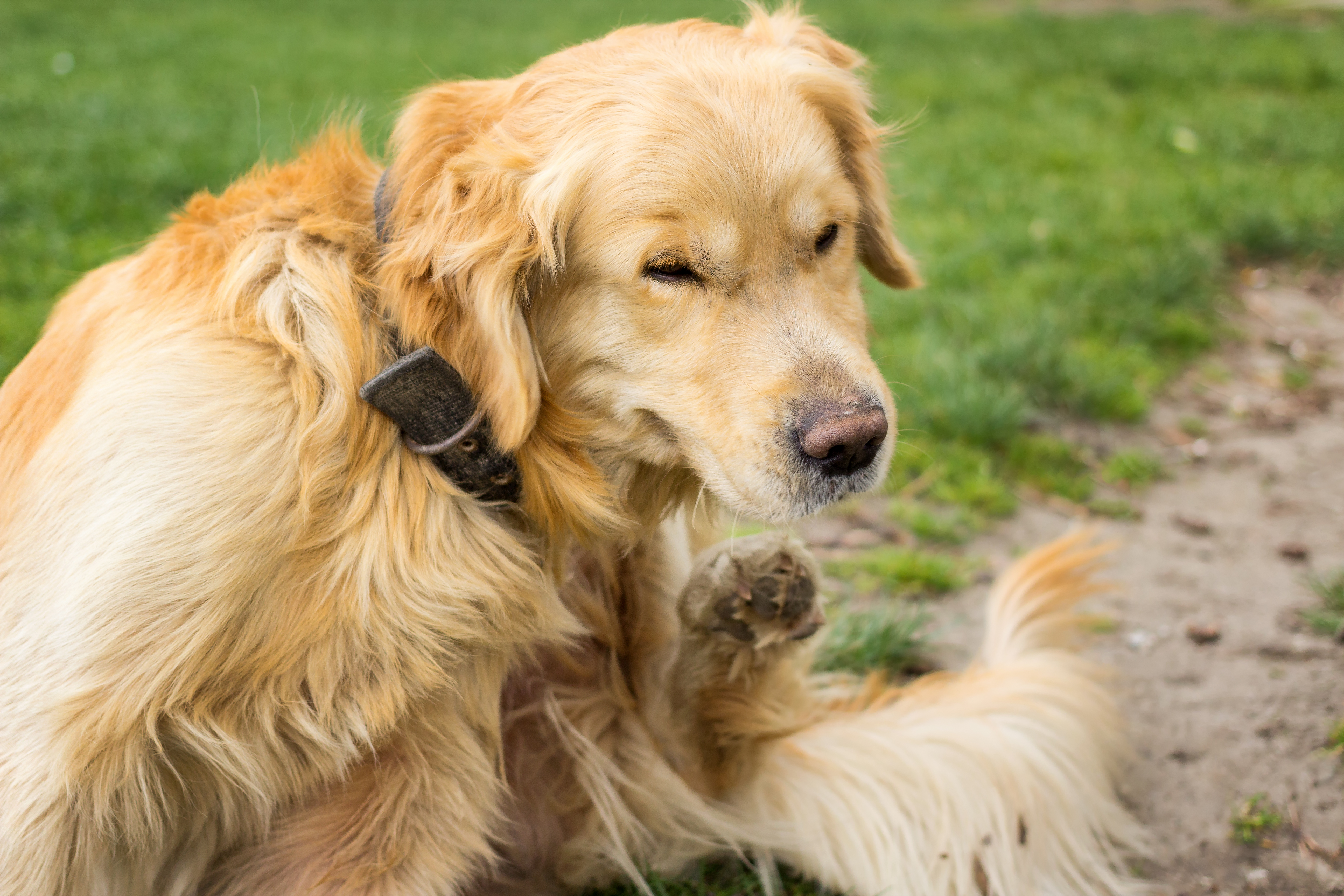 can dogs use any type of flea meds while pregnant