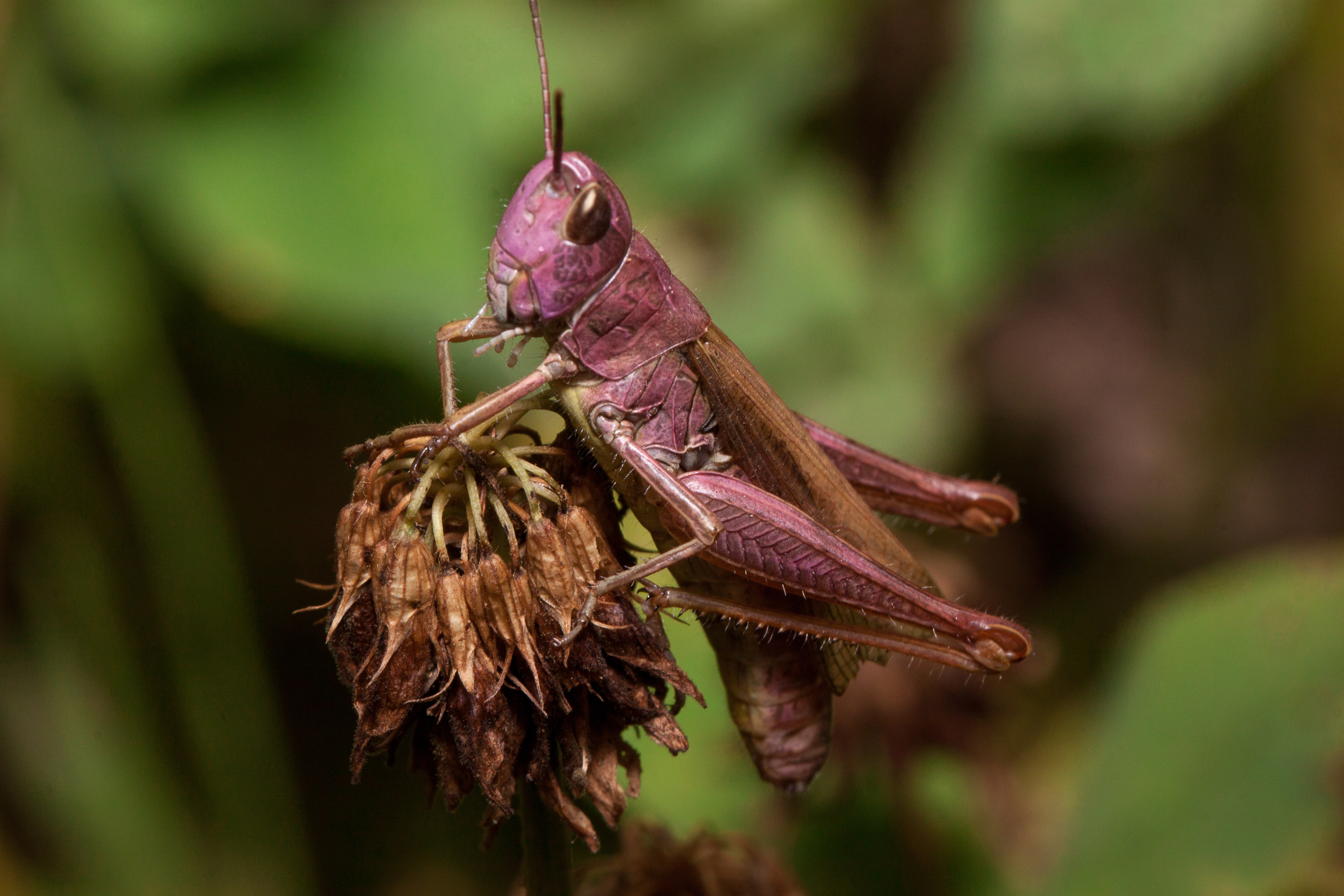 what do grasshoppers eat