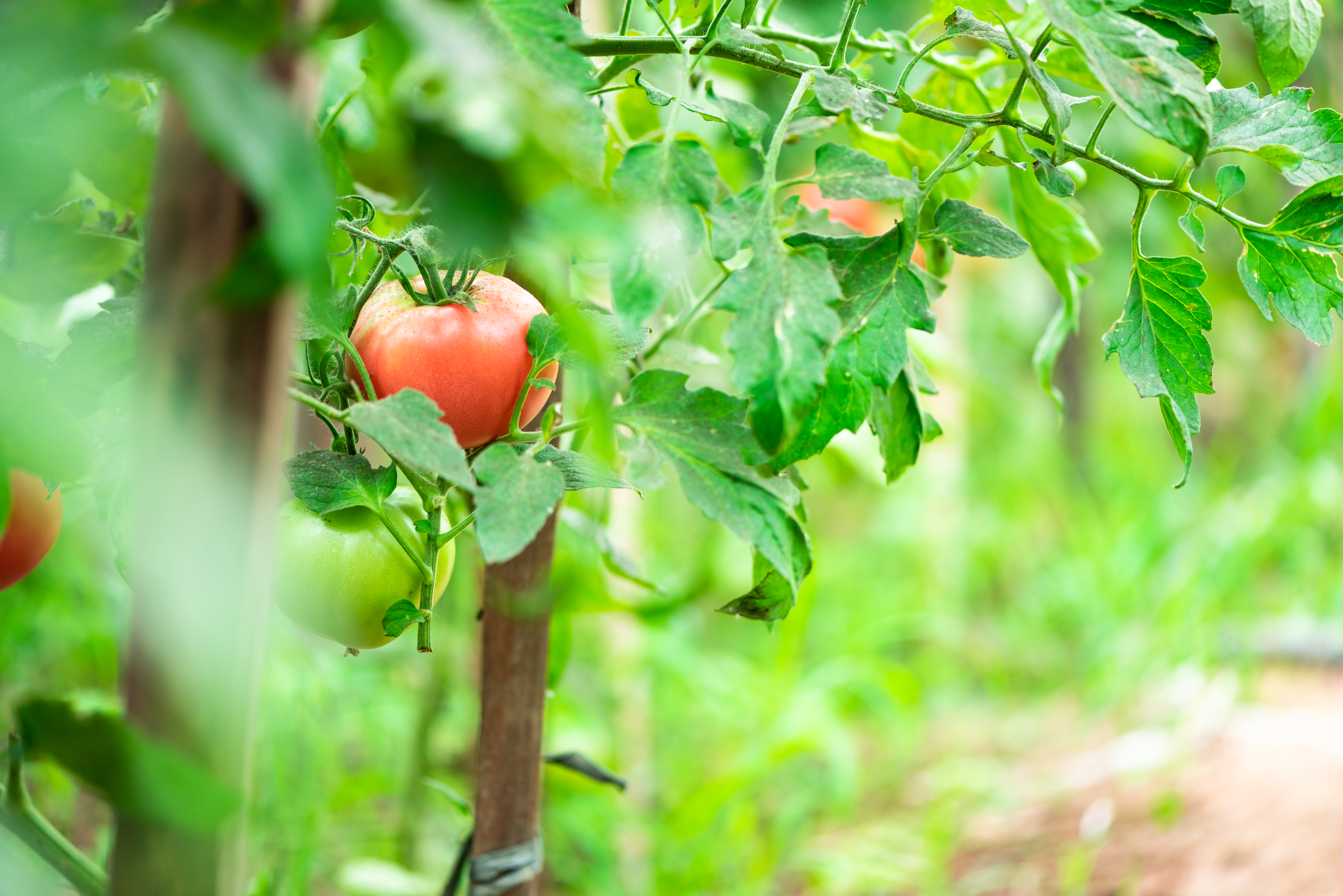 Do The Yellow Flowers On Tomato Plants Turn Into Tomatoes