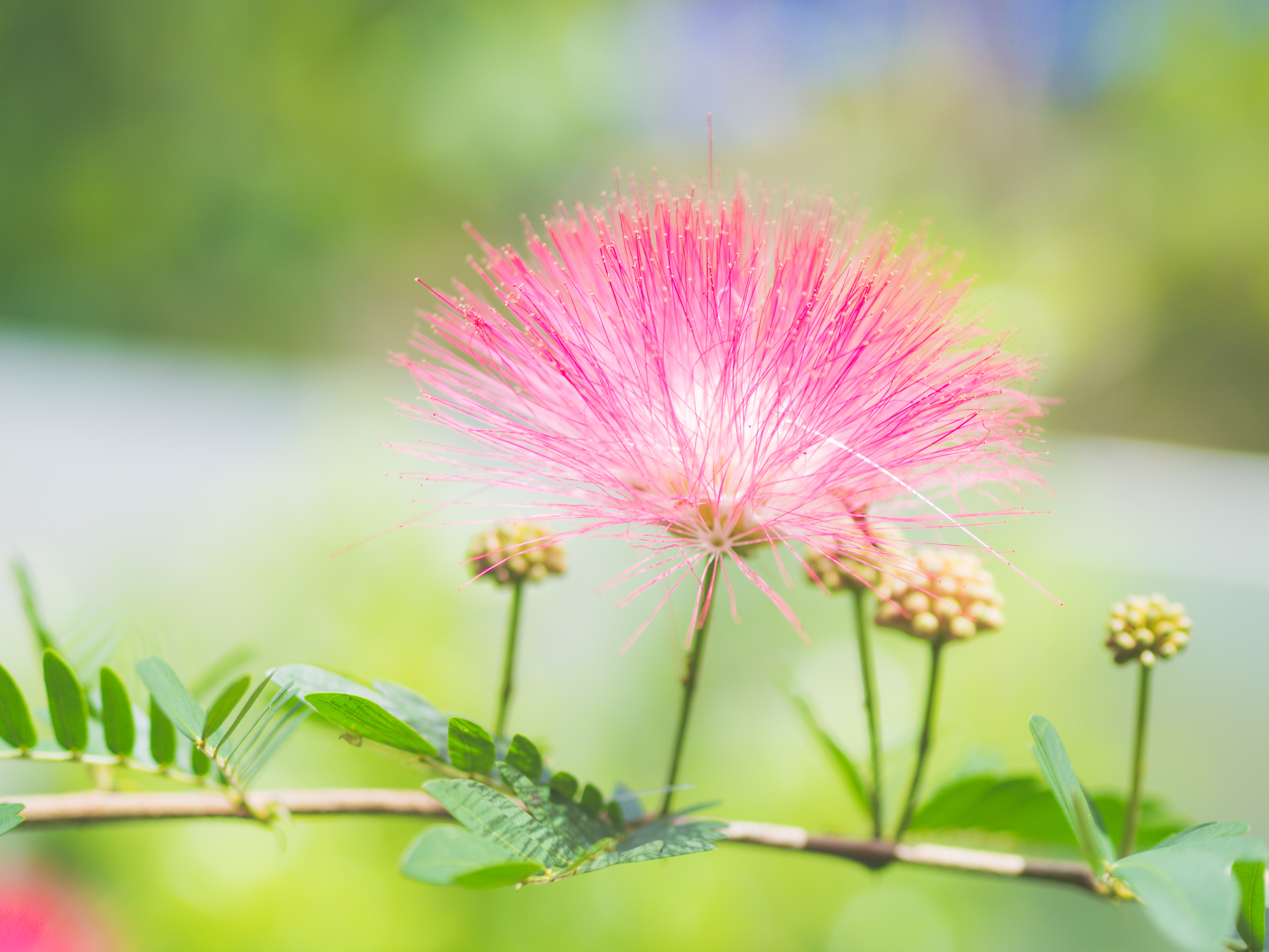 mimosa tree flower