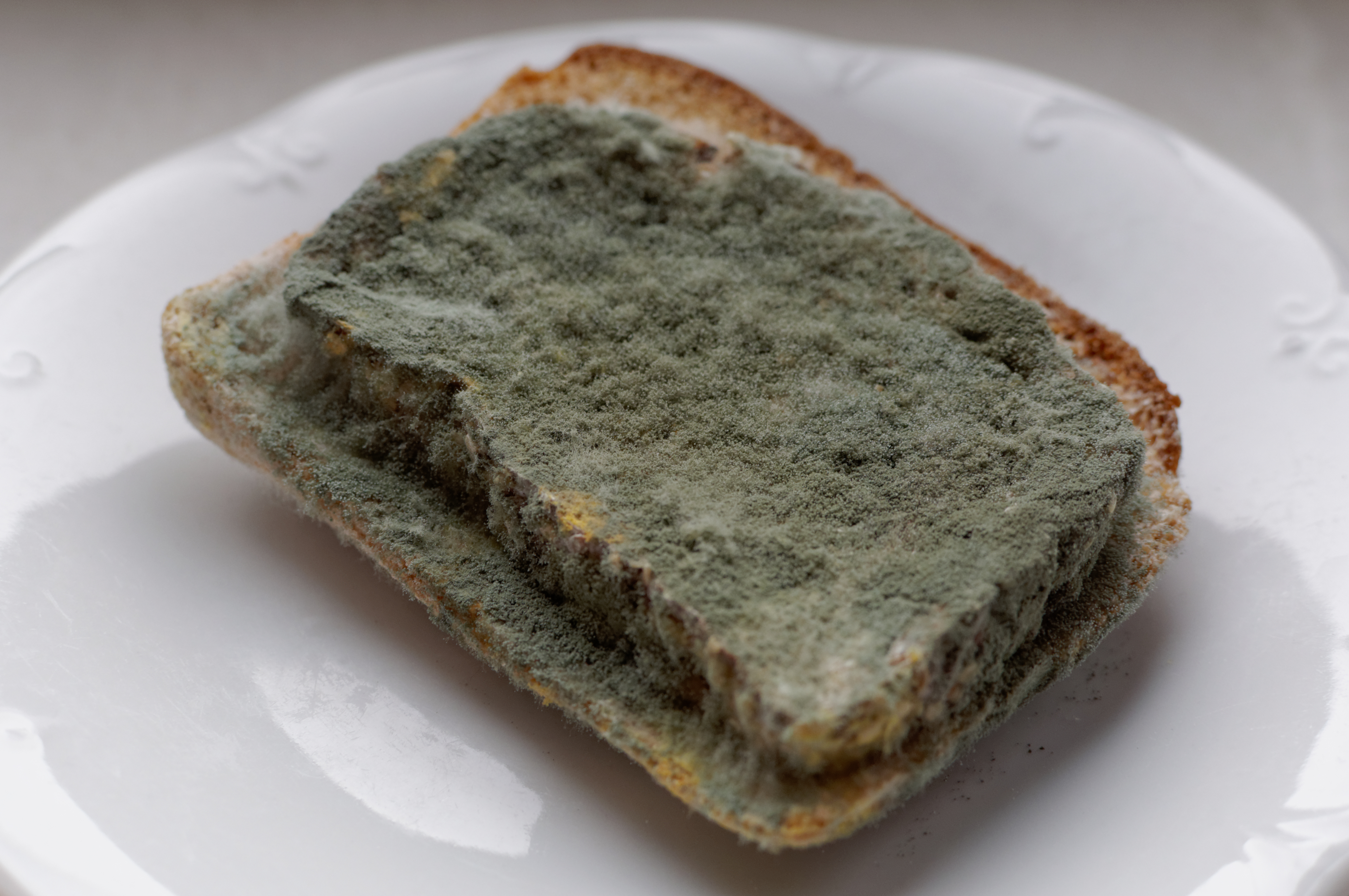 black-bread-mold