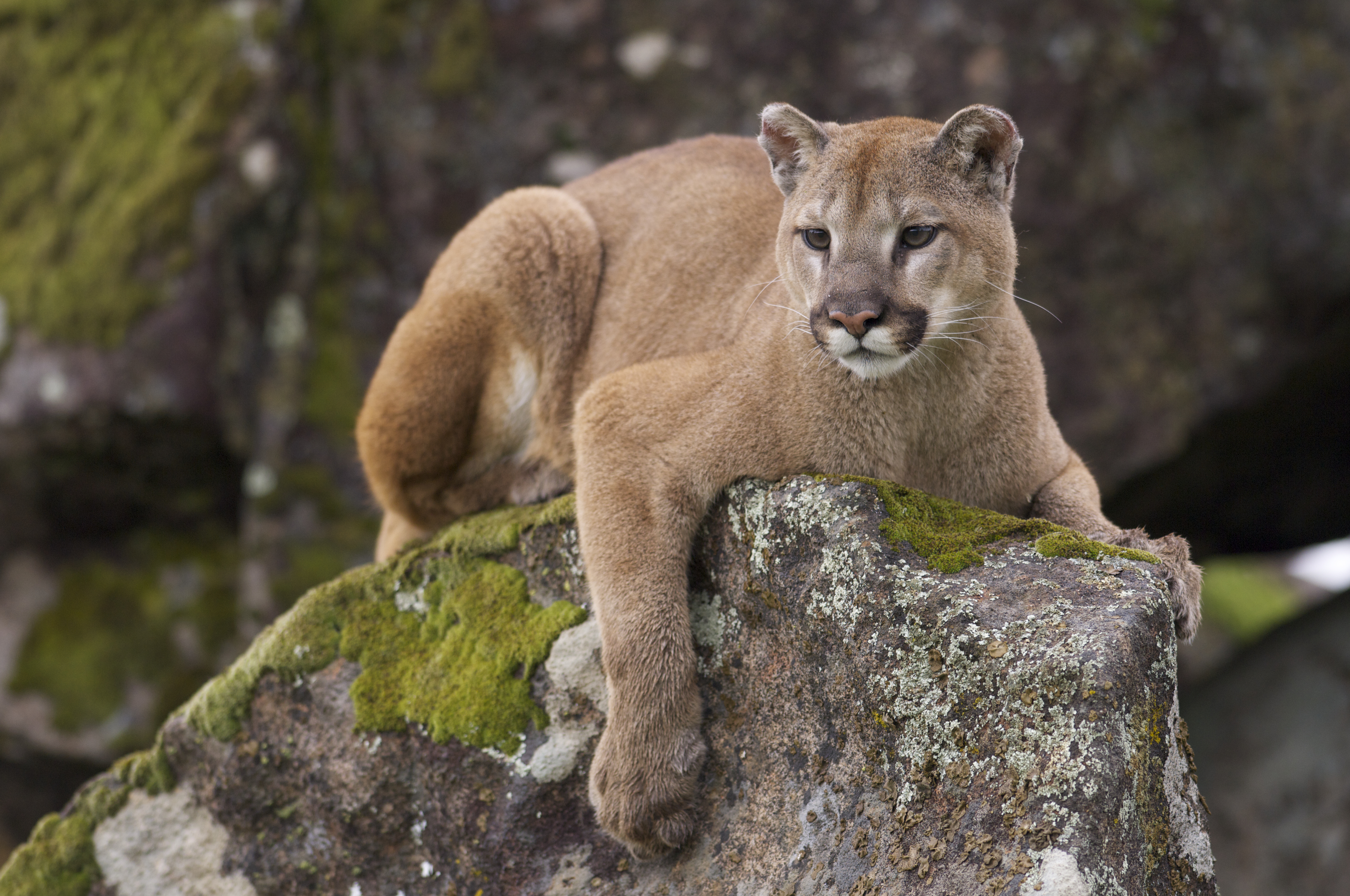 mountain lion scat