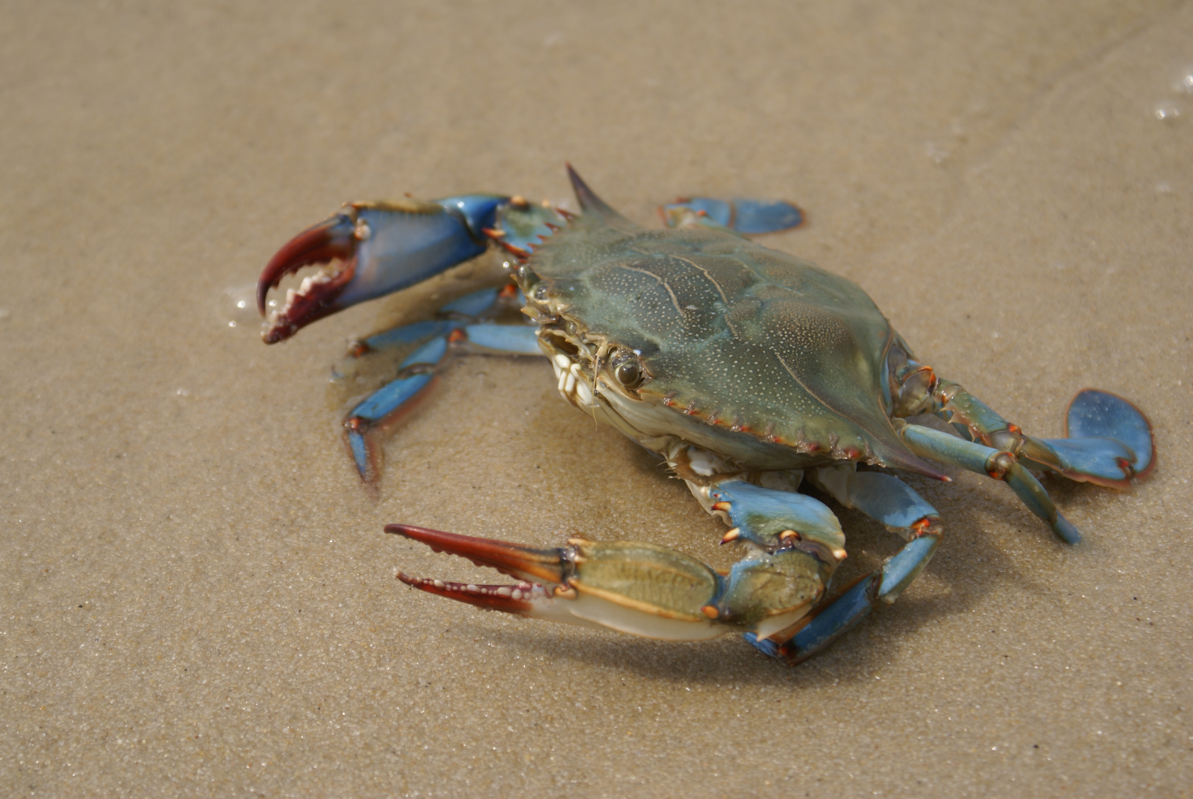 A Maryland crab feast in California