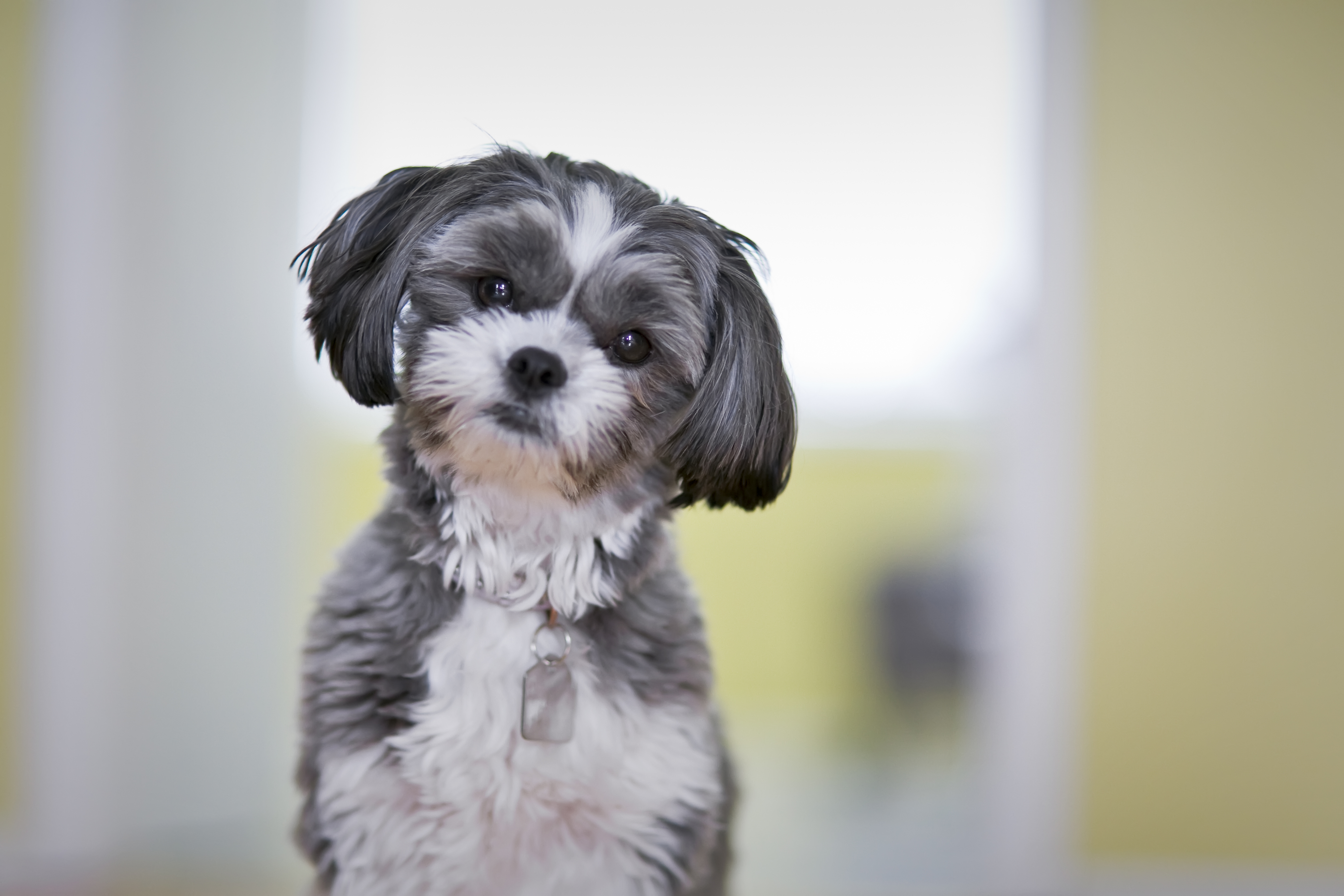 teddy bear maltese shih tzu