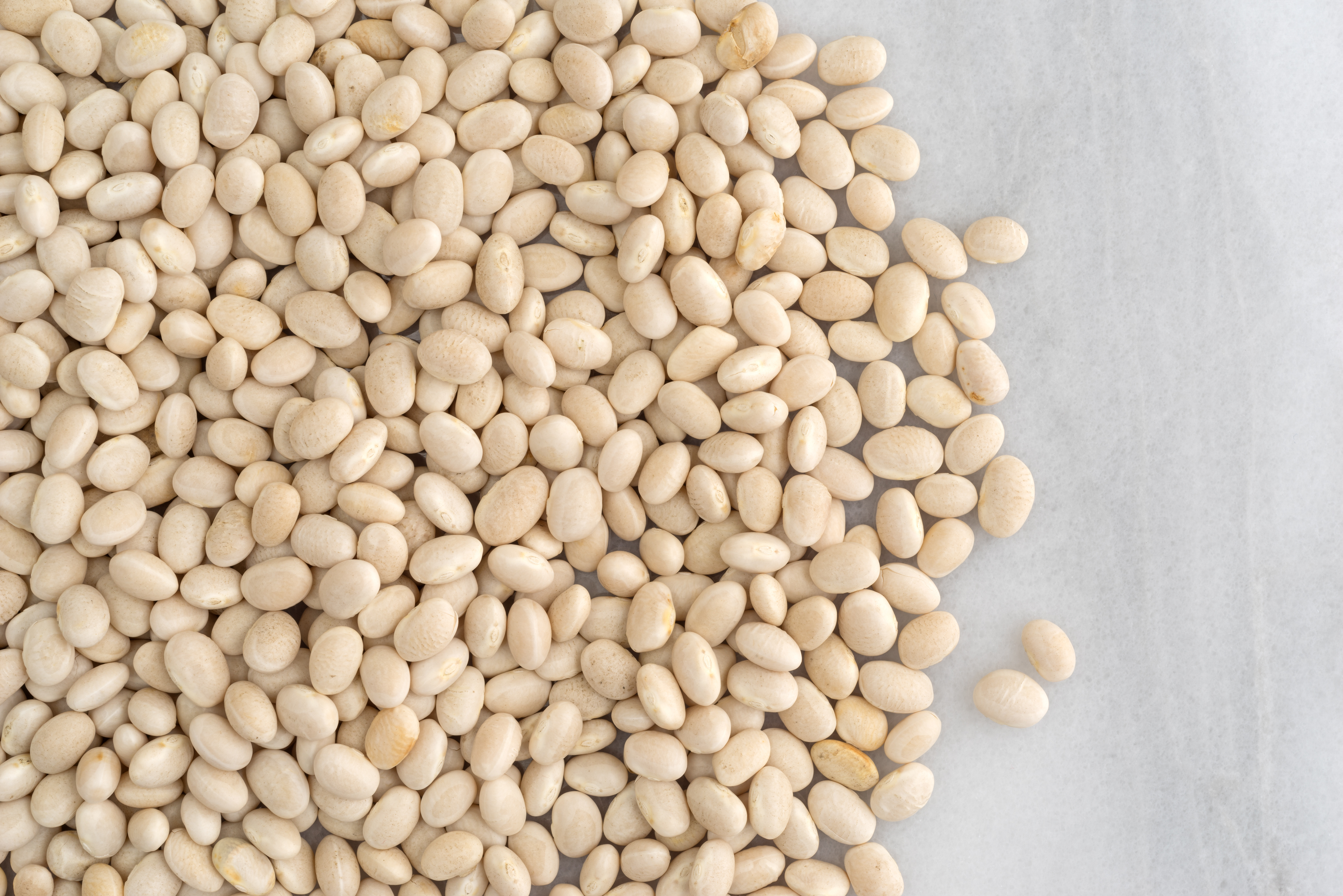 What Is The Difference Between Navy Great Northern Beans