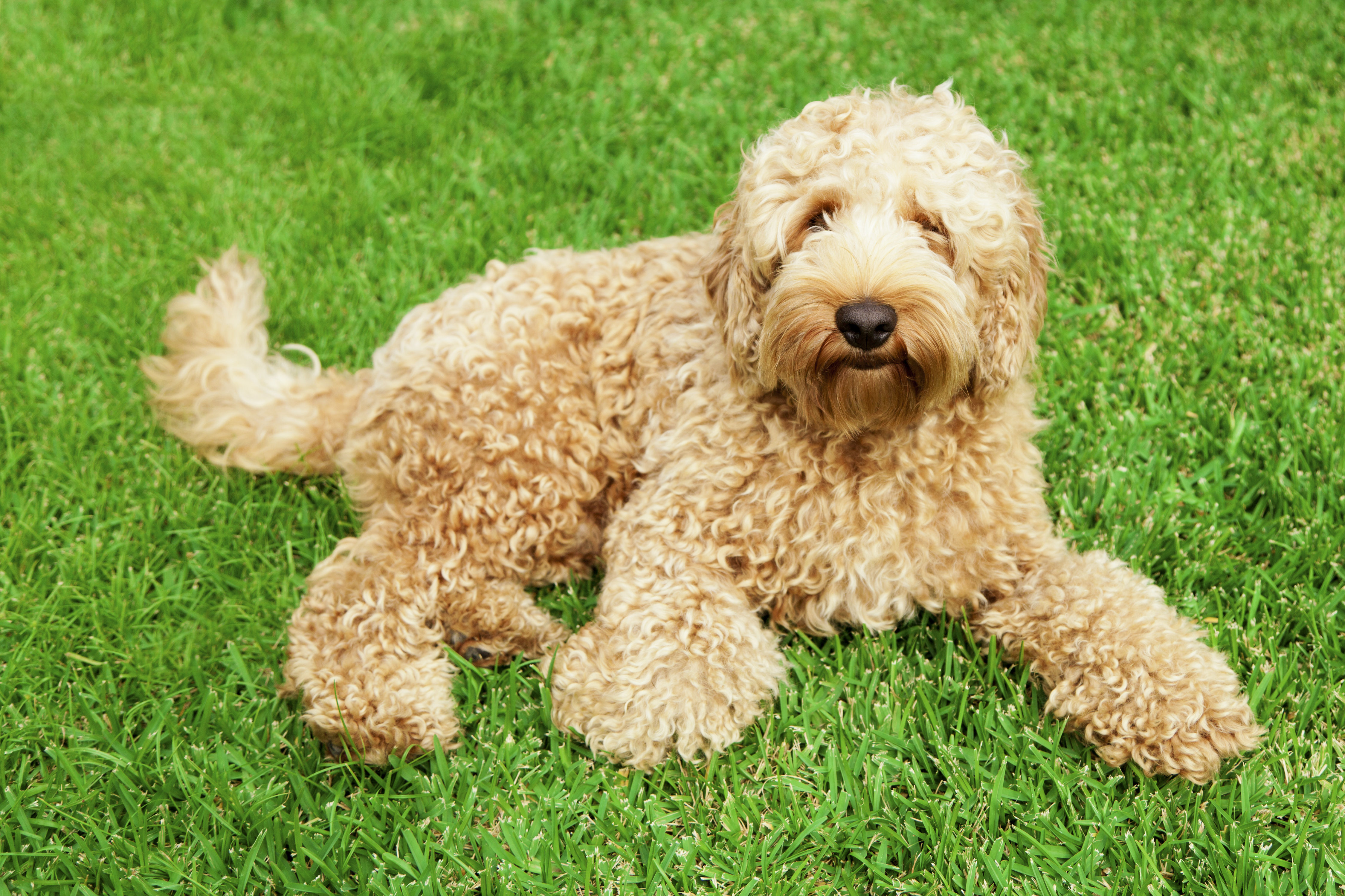 big curly hair dog