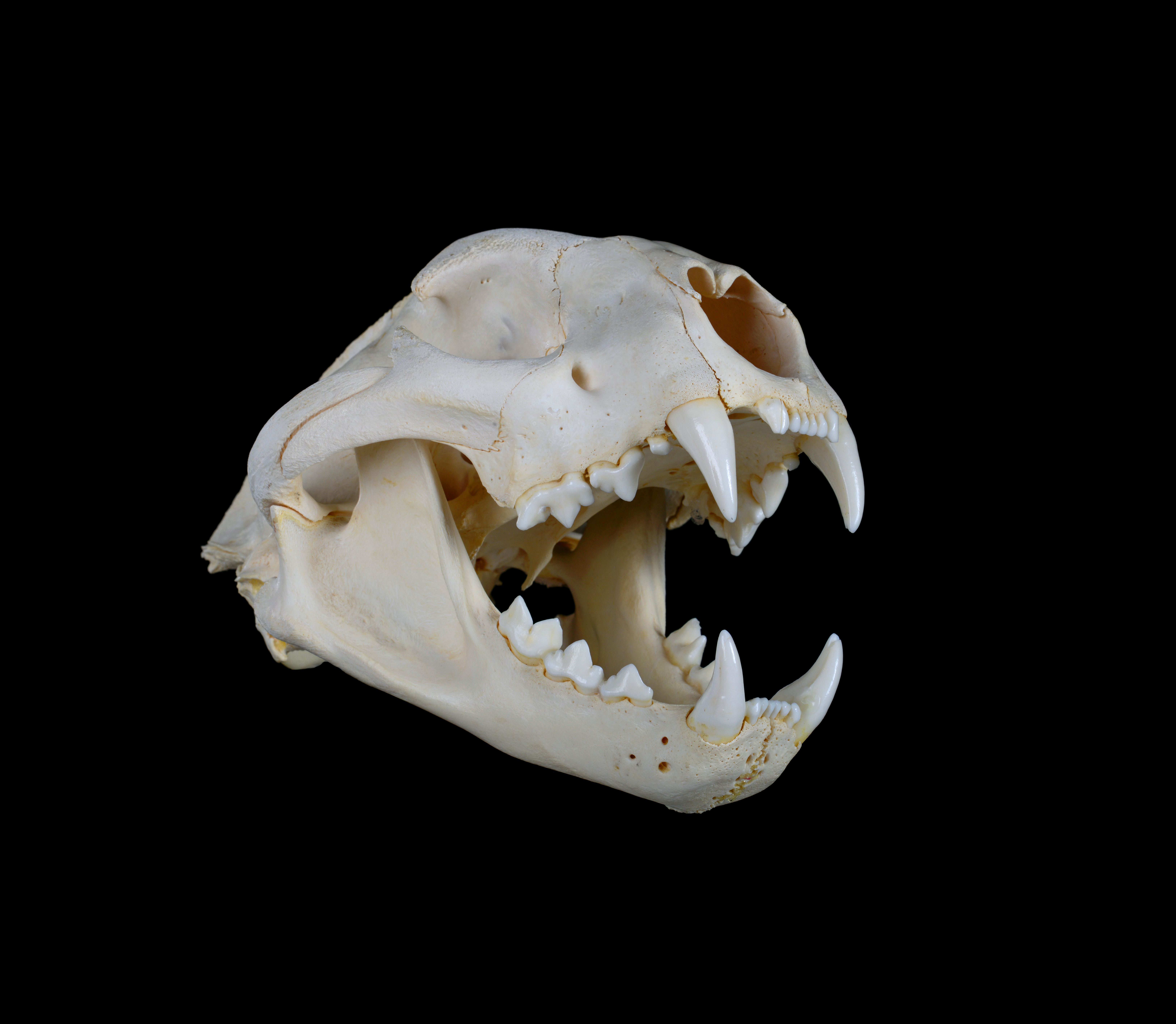 cat skull diagram