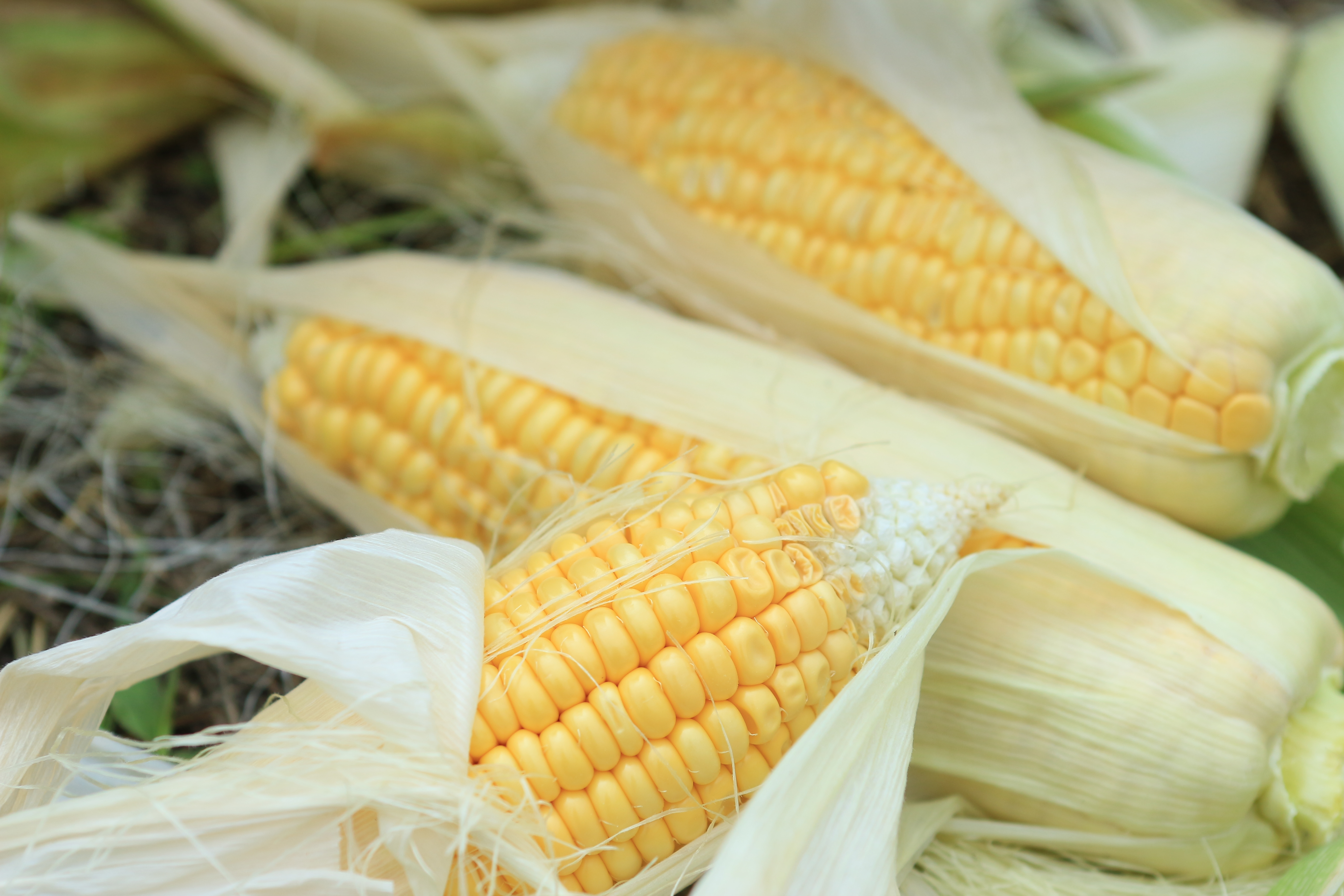 Sweet Corn For Late Summer Planting