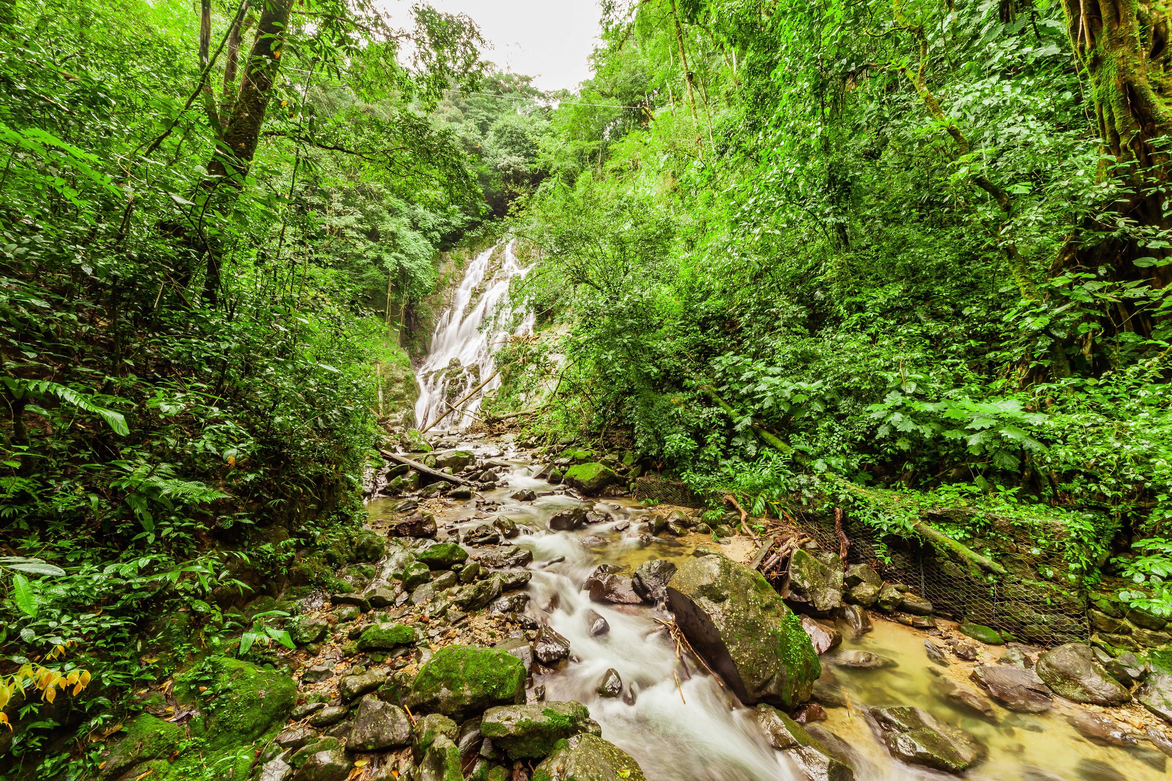 forest plants and animals