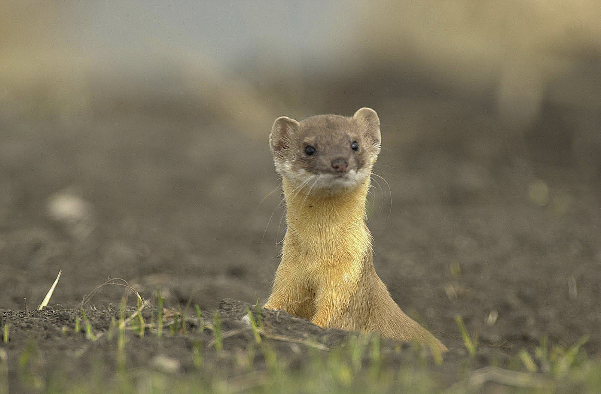 pocket weasel pet