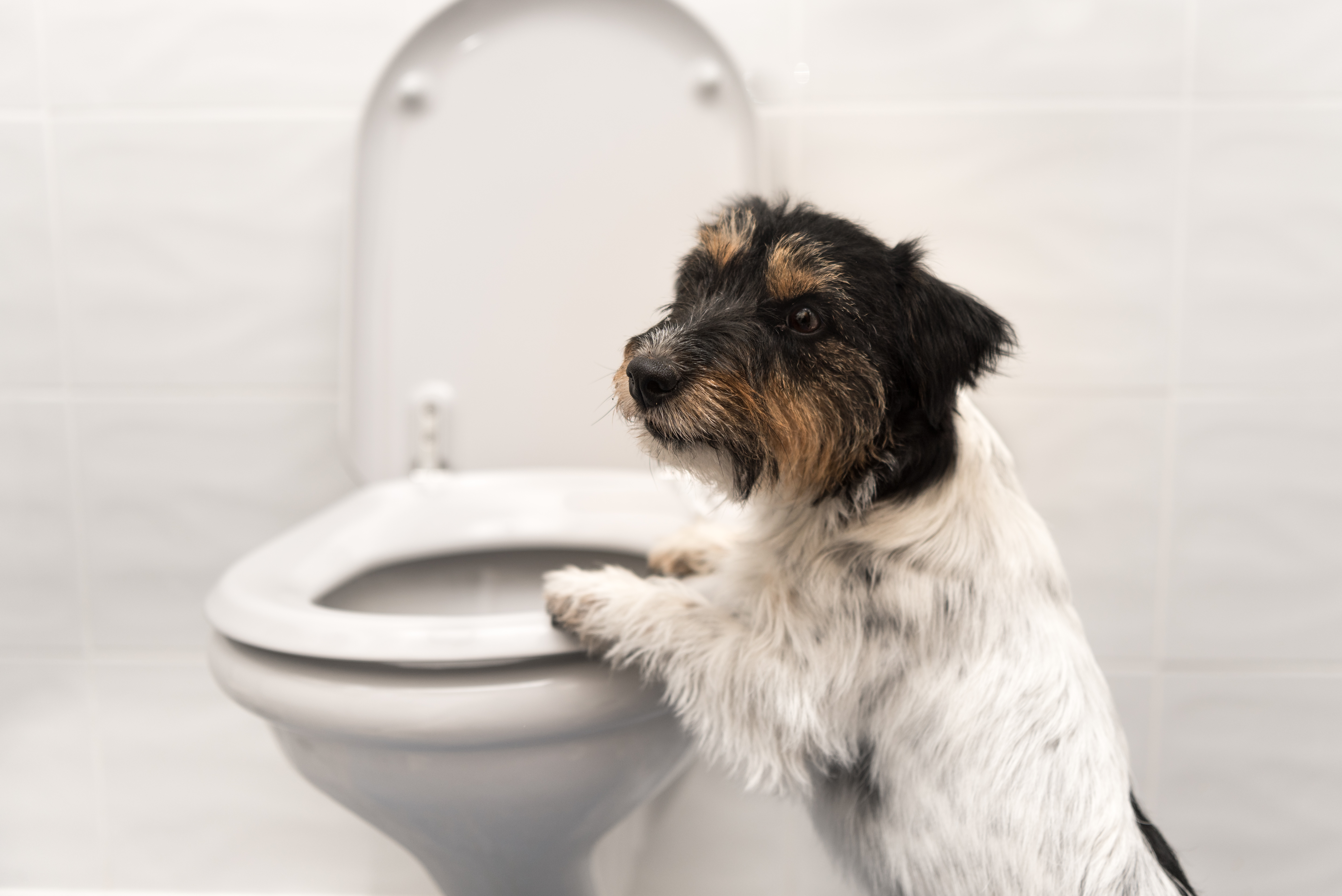 dog drinking from toilet