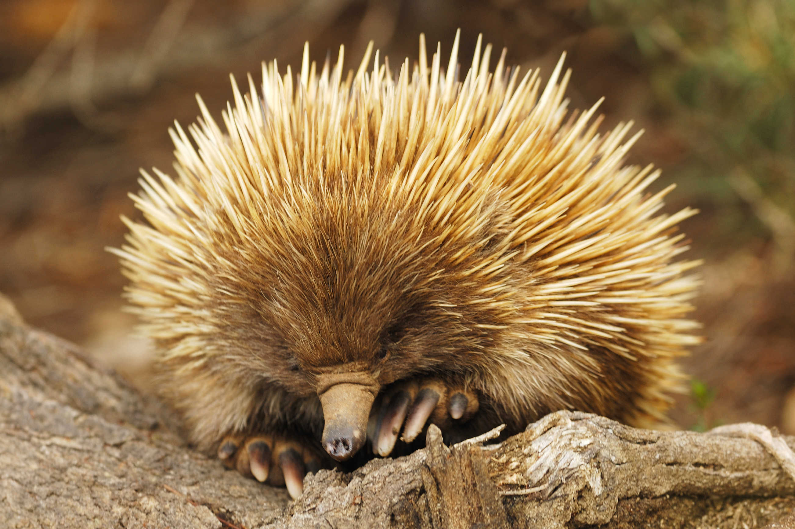 Plants & Animals in the Australian Desert