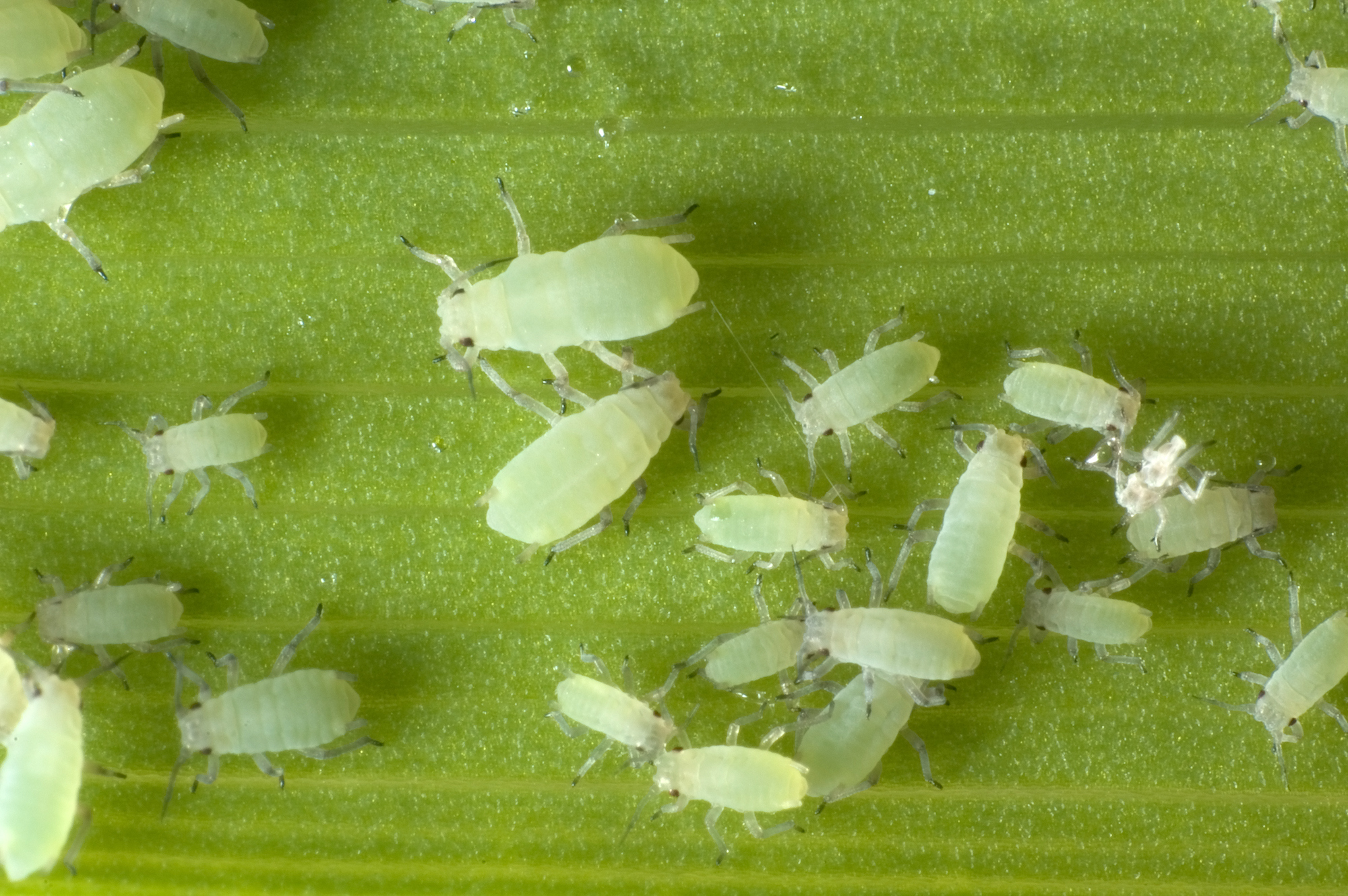 How Do I Get Rid Of Little White Bugs On My Outdoor Plants