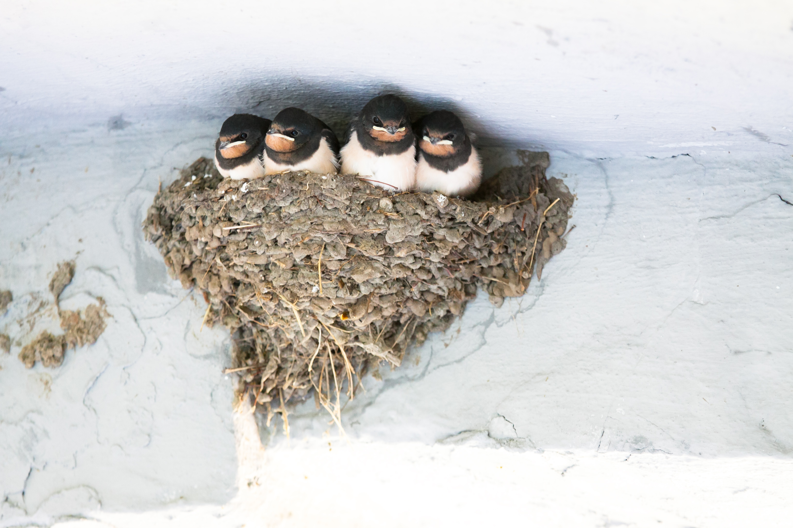 Orphaned Barn Swallow Diets Sciencing