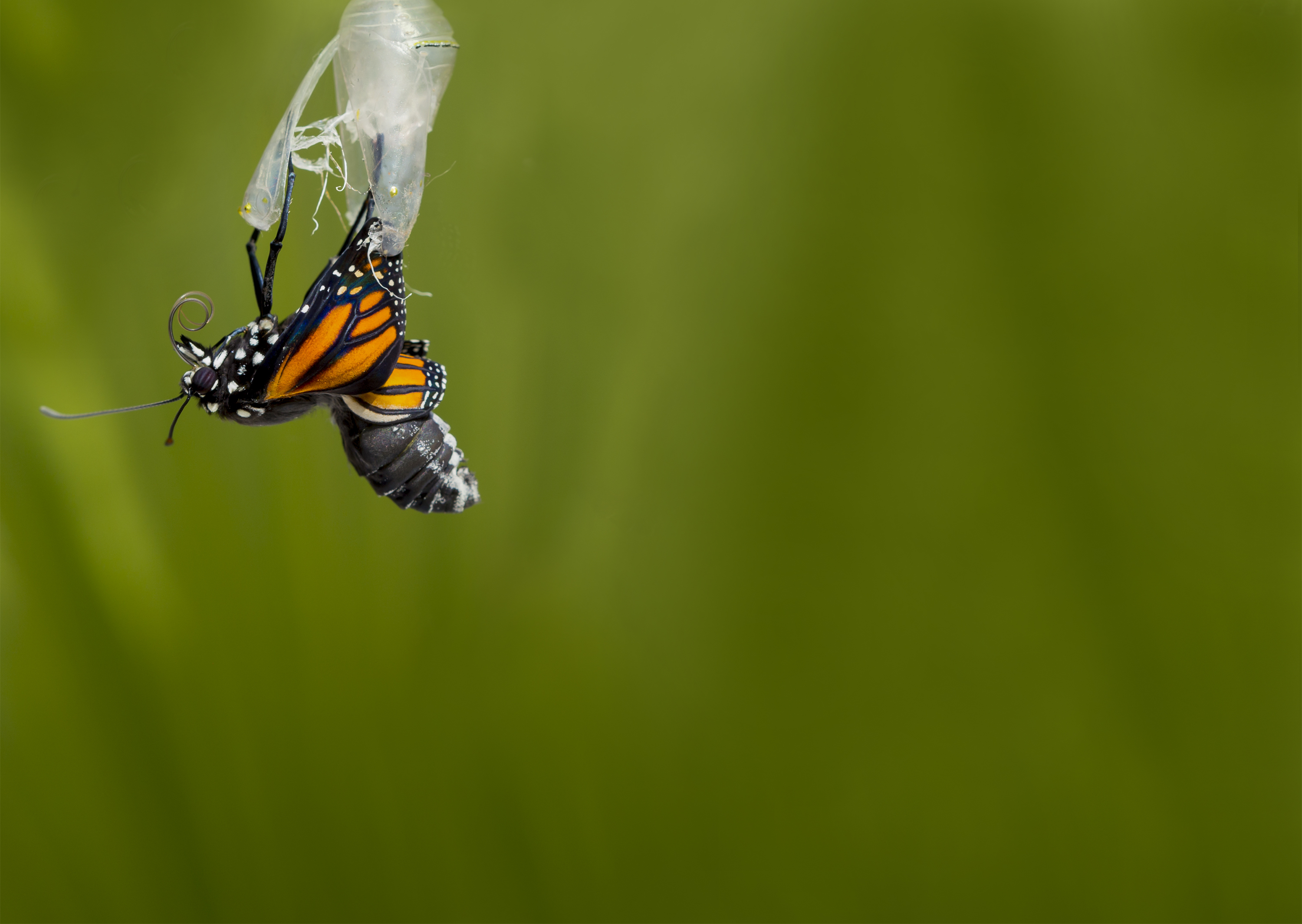 blue morpho butterfly coming out of cocoon