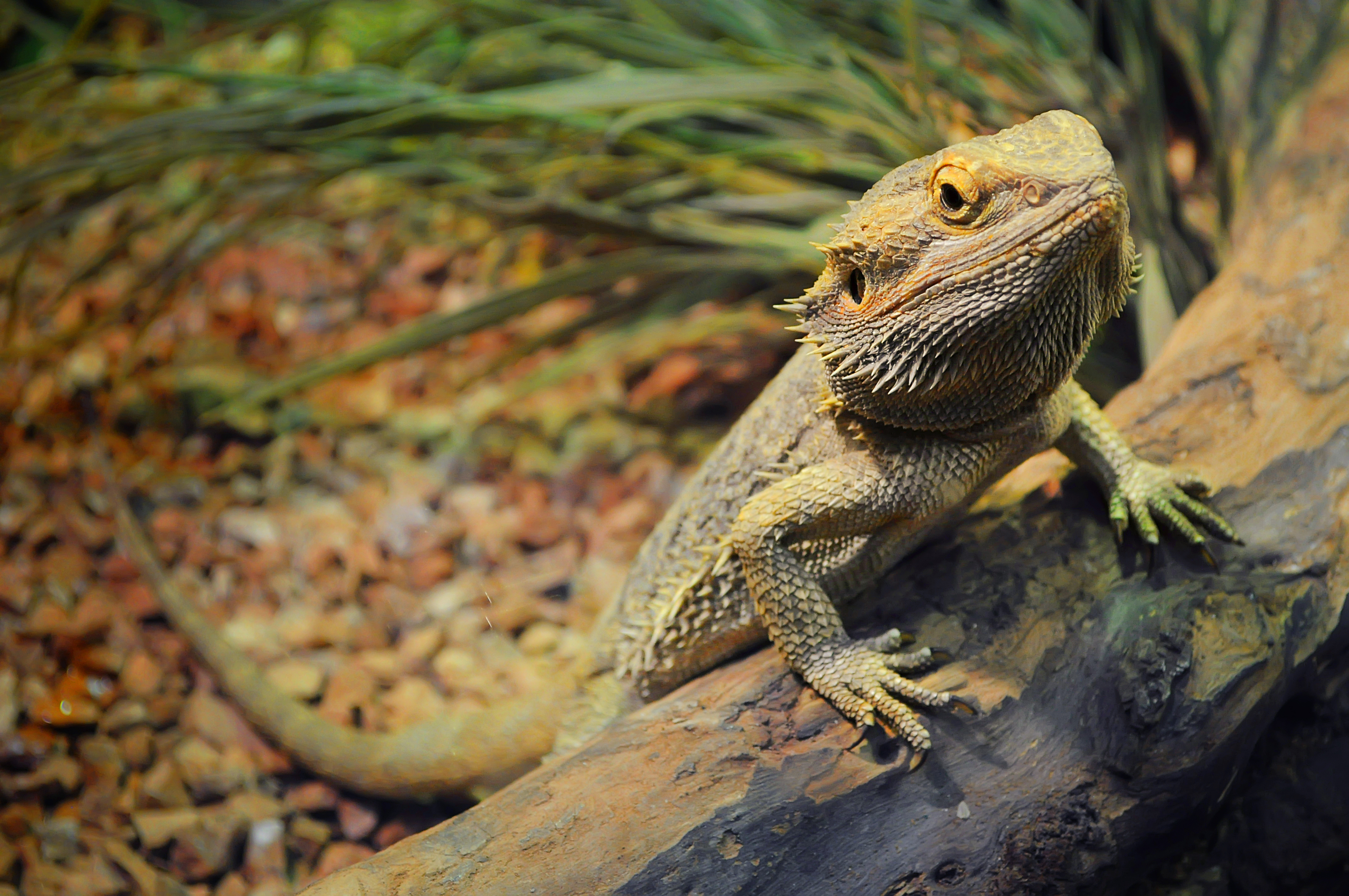 bearded dragon snacks